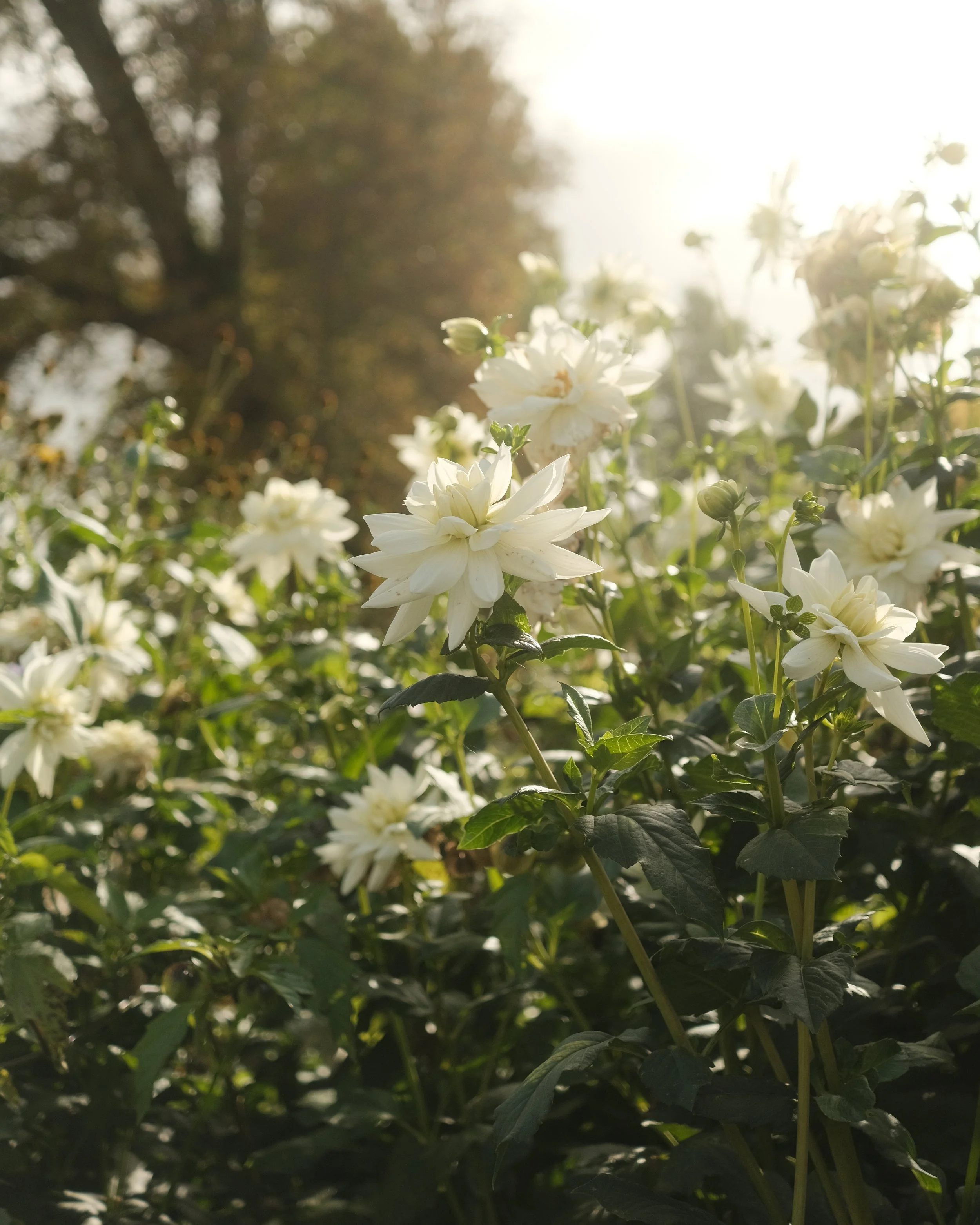 FORDE OCT 2025-7.jpg