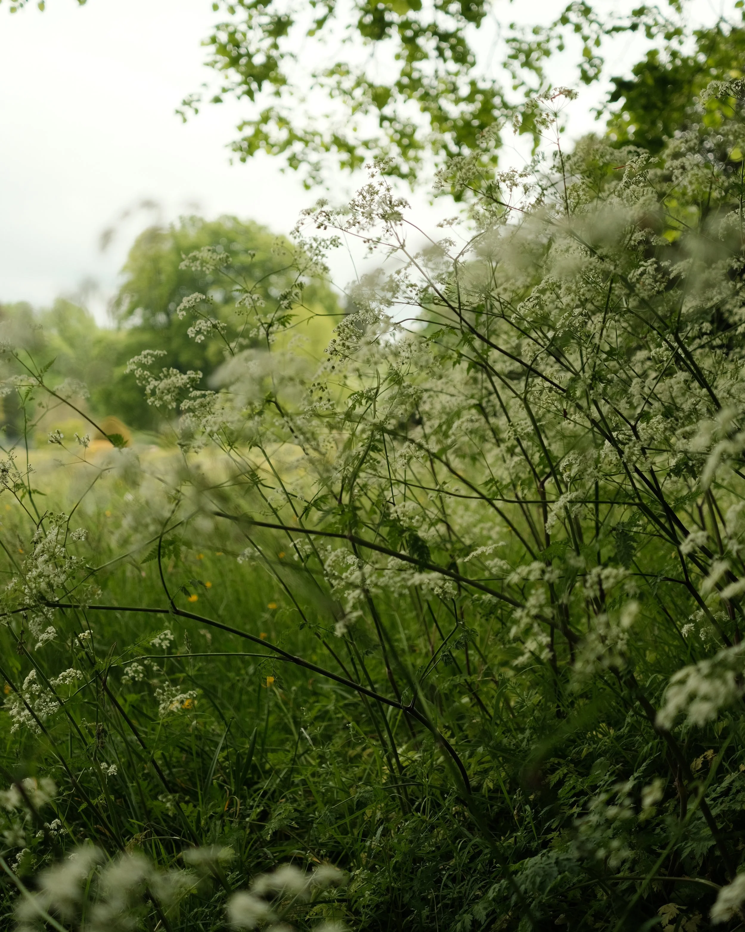 FORDE MAY 2025-4.jpg