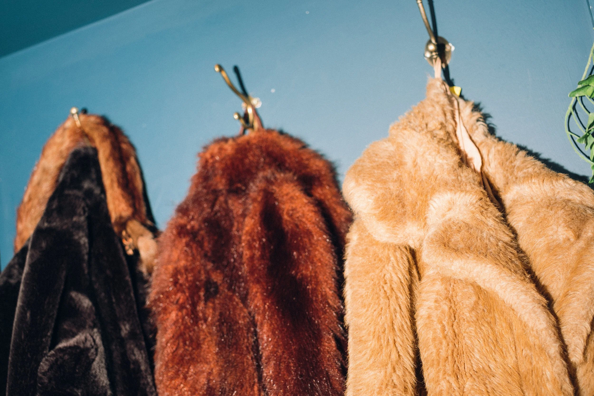 Three fur coats hanging on hooks against a blue wall.