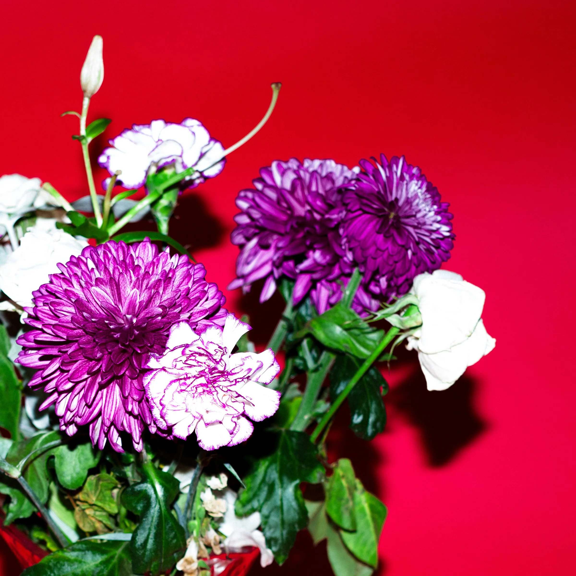 Close-up of purple and white flowers against a red background.