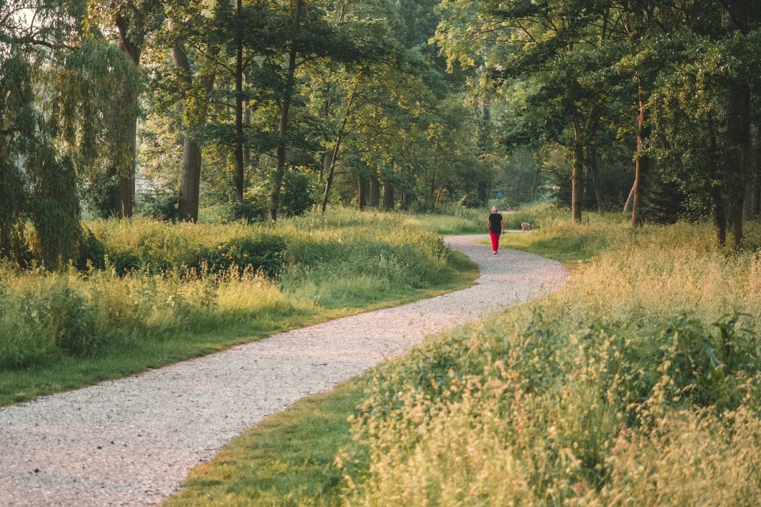 A person walking a dog on a winding gravel path through a lush, green forest during daytime.