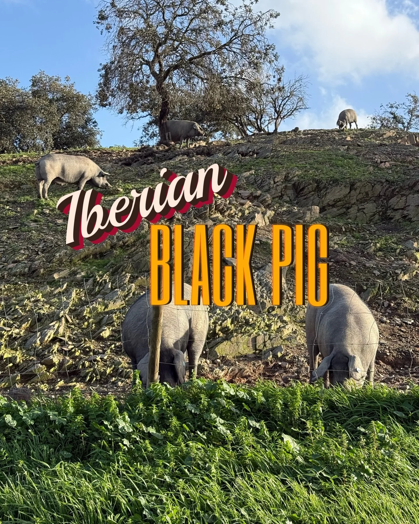 Pigs were among the earliest livestock domesticated, around 10,000&ndash;9,000 years ago. Descending from the wild boar, an intelligent, and adaptable species, pigs found an ideal home in the Iberian Peninsula: vast oak-filled meadows known as the de