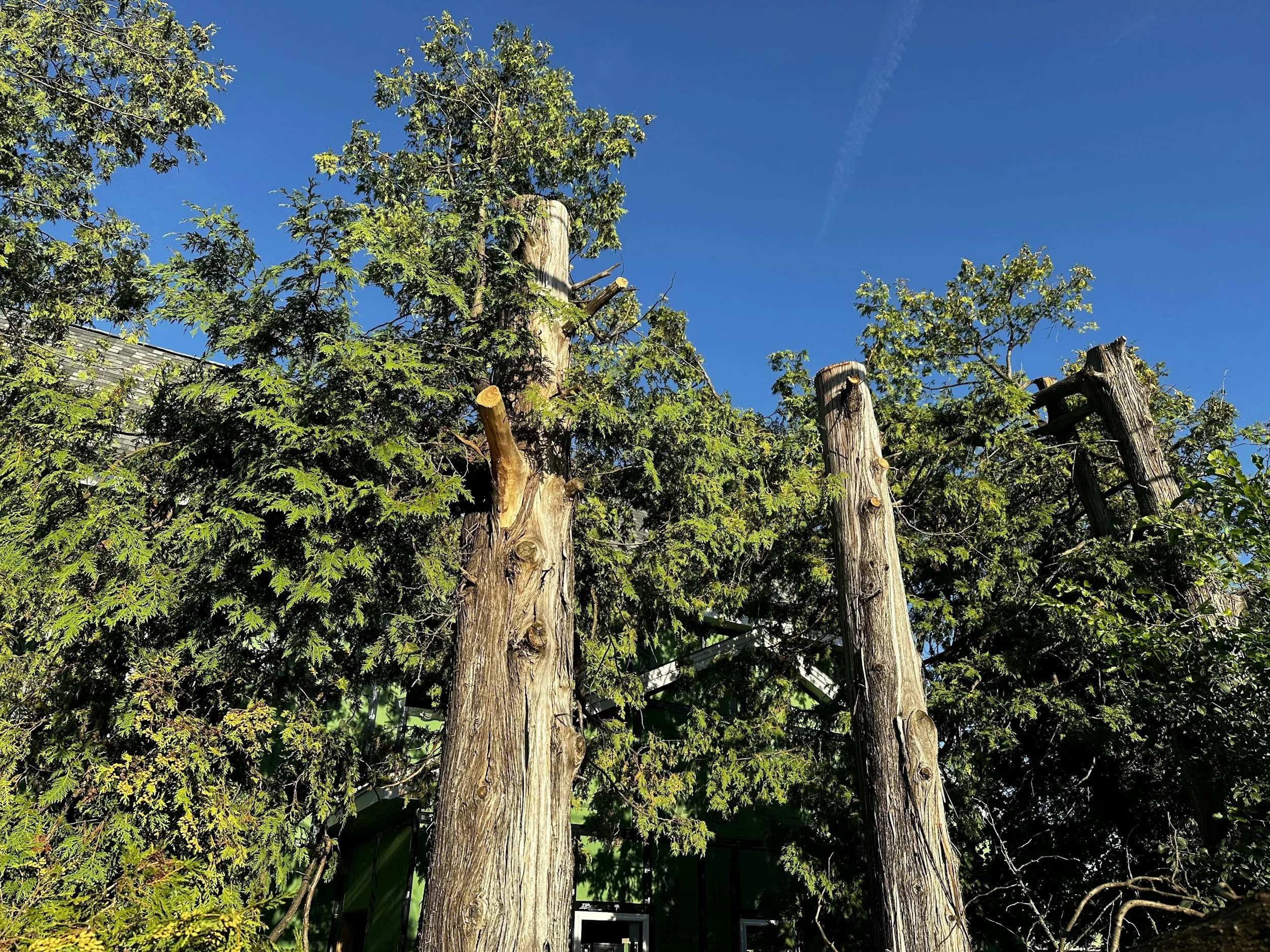 Three tall tree trunks with green foliage against a bright blue sky.