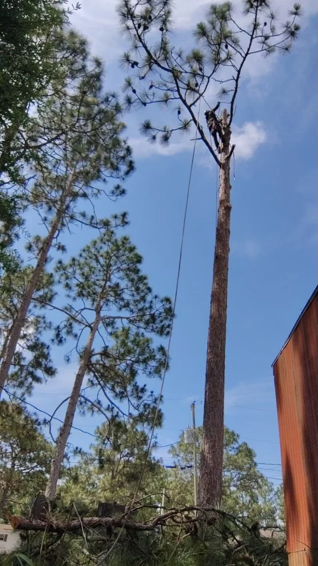 A worker in safety gear trimming a tall pine tree with a saw, with fallen branches and debris on the ground, under a blue sky with some clouds.