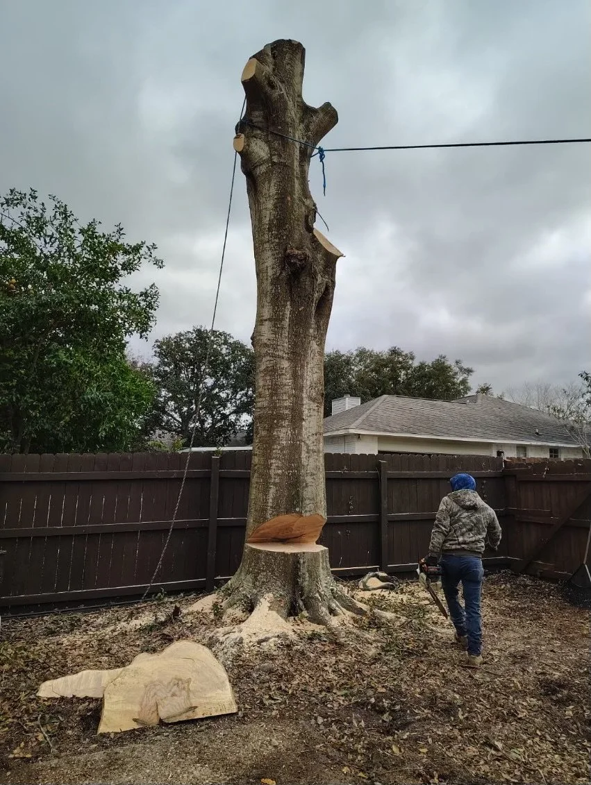 A person in a camouflage jacket and blue beanie using a chainsaw to cut down a large tree in a backyard, with a section of the tree already cut and leaning against the fence, overcast cloudy sky, and neighboring house in the background.