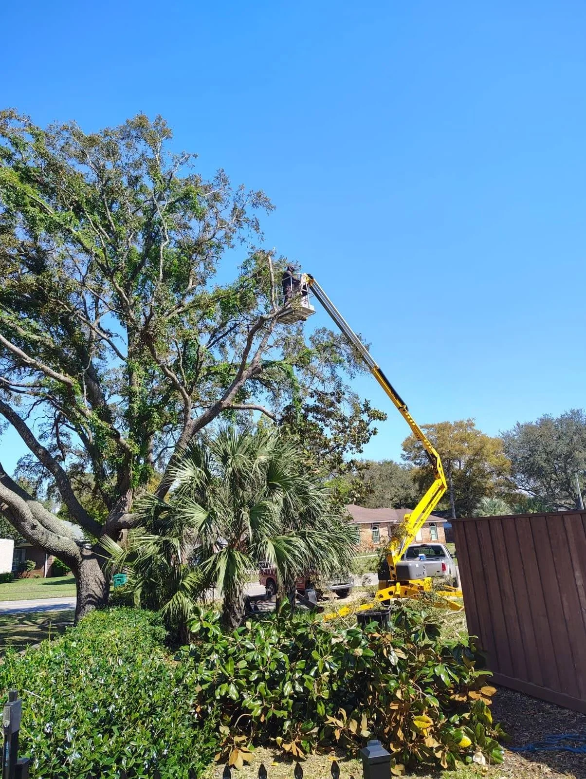 A worker in a cherry picker cutting or trimming a large tree in a residential neighborhood on a clear, sunny day.
