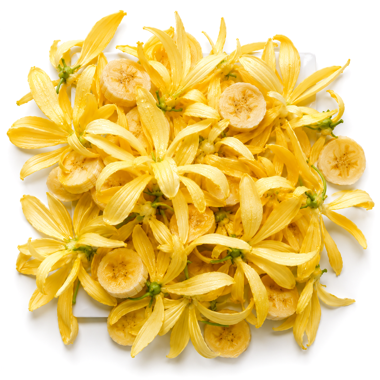 Ylang²