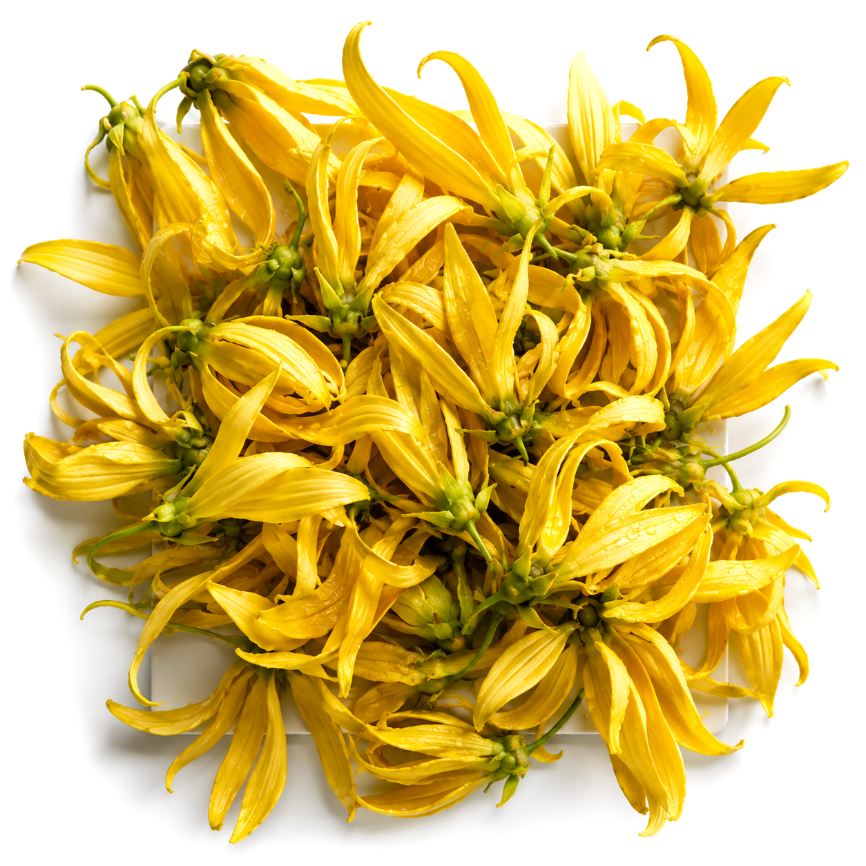 Ylang Comoros Extra Essential Oil