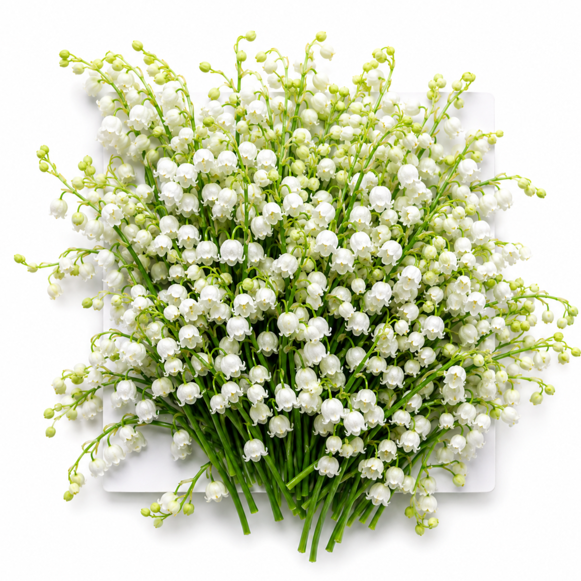 Lily of the Valley