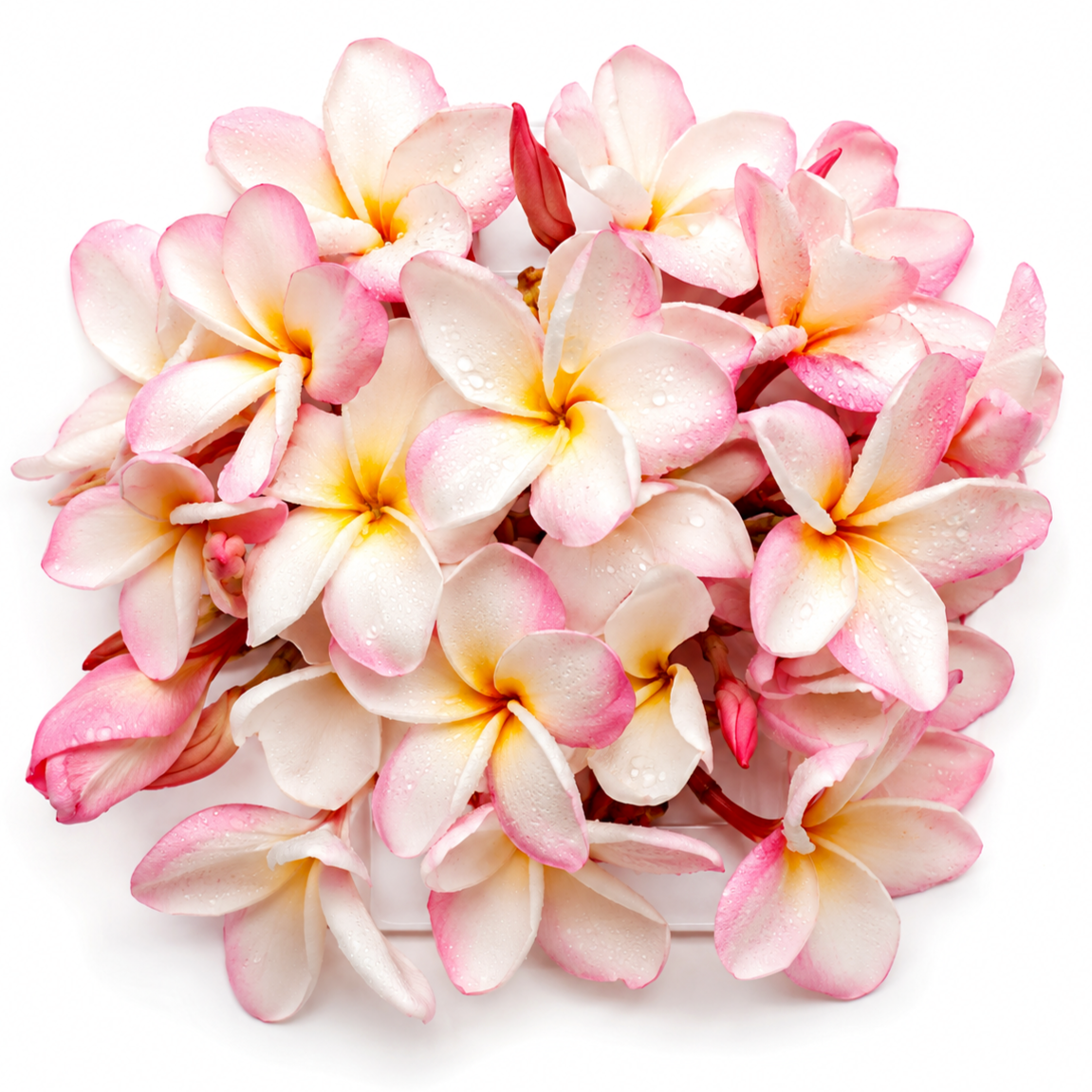 Frangipani