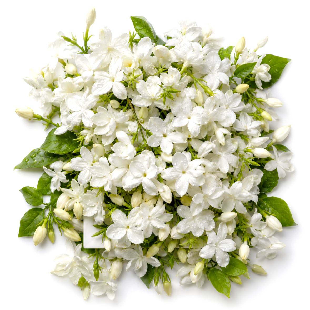 Jasmine