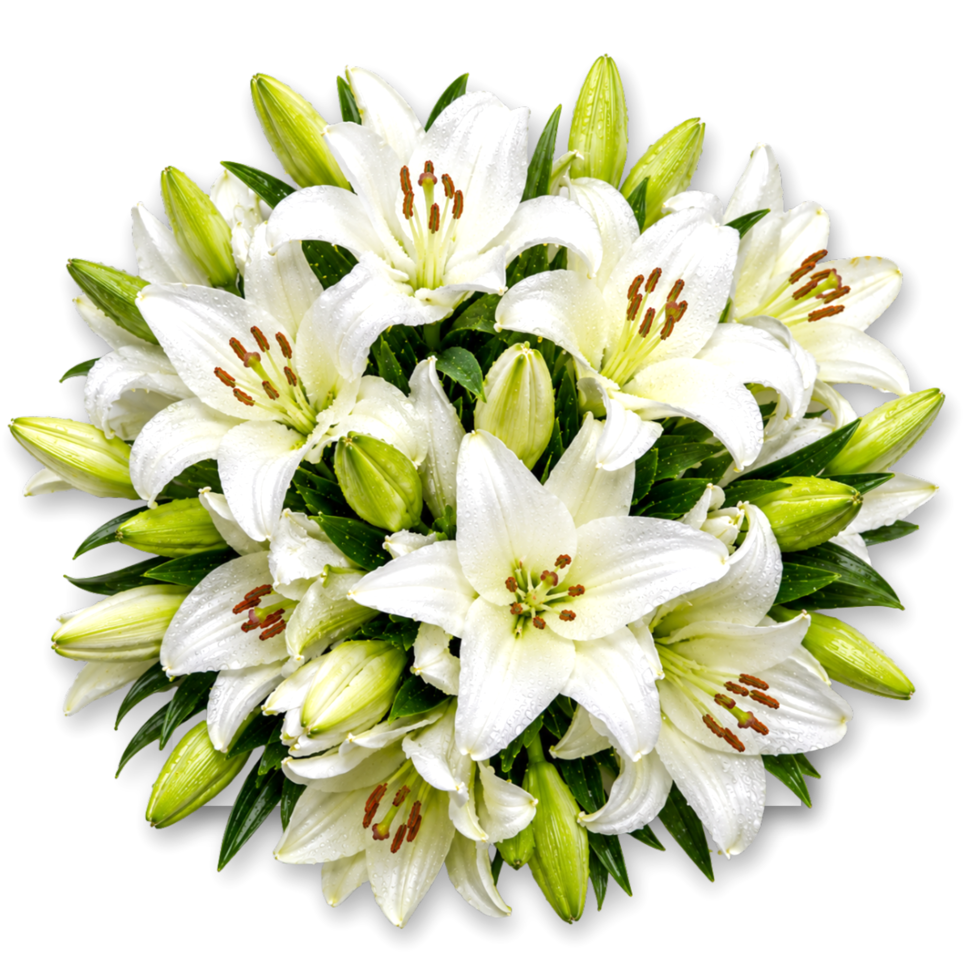 Lily