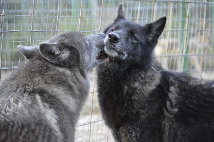 In Harmony With Nature Wolf Sanctuary | Reconnect and Take Action