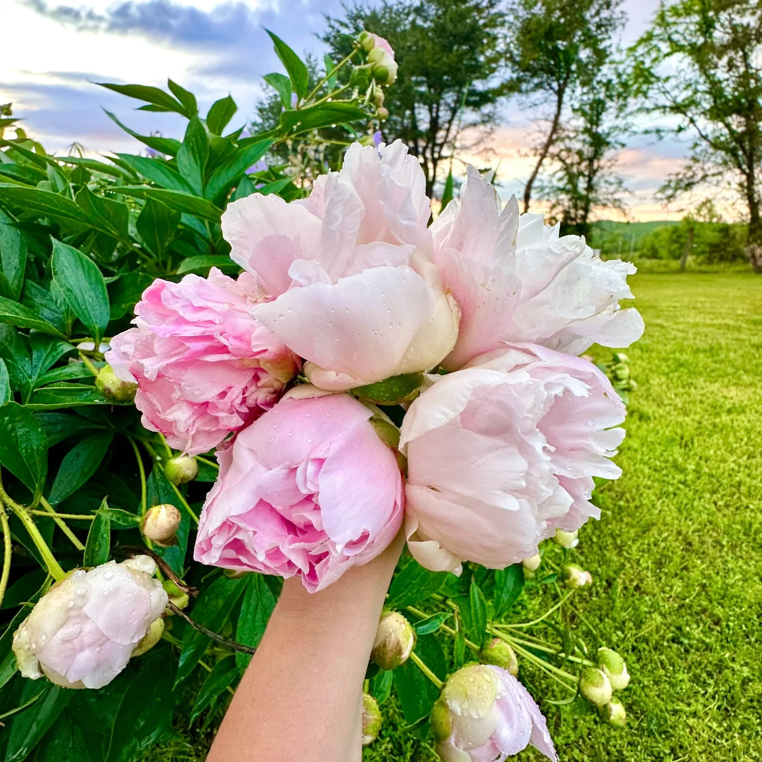 peonies.jpg
