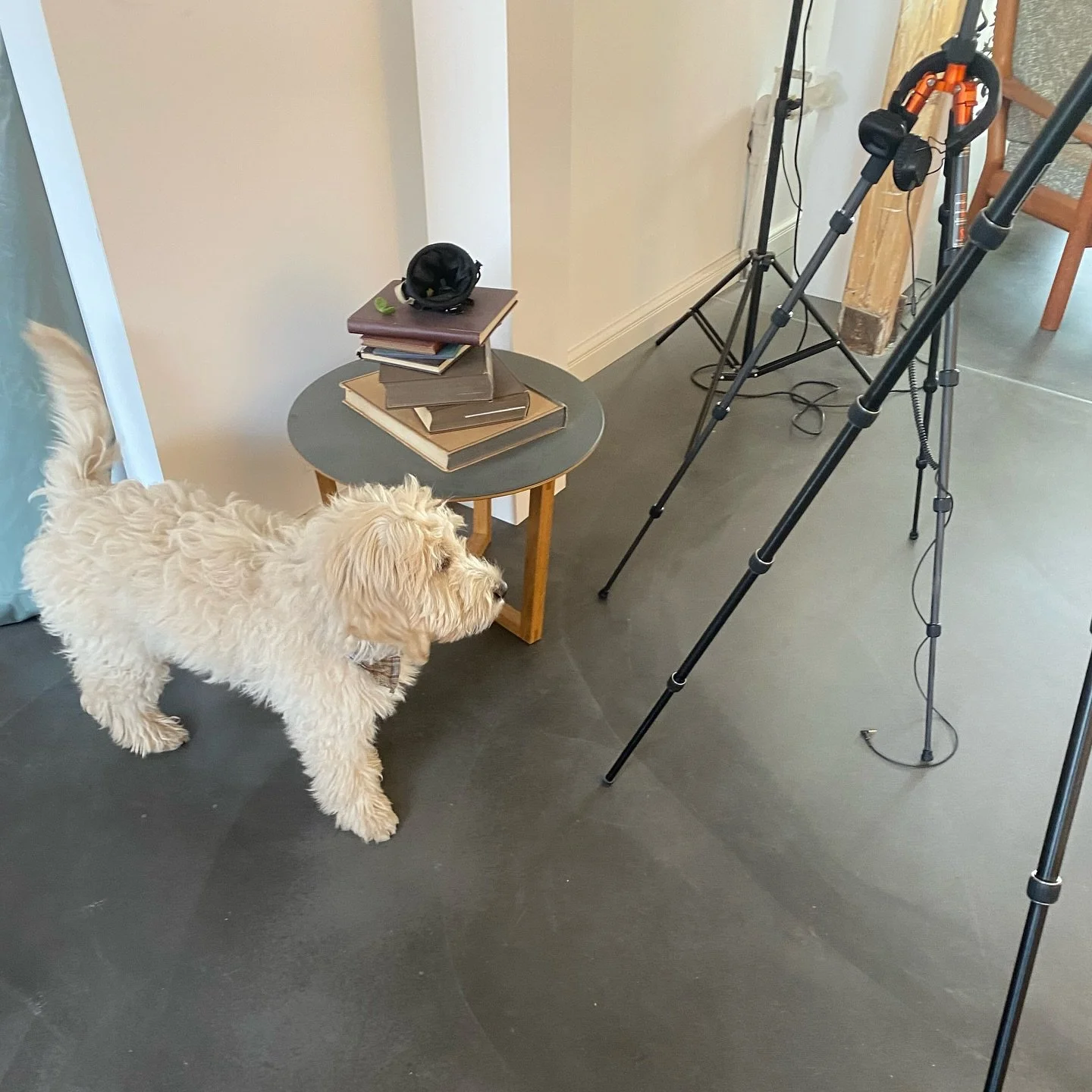 🐾🎥 Erster Drehtag f&uuml;r meinen kleinen Assistenten!!
Gestern hatte ich einen besonderen Begleiter am Set: meinen 4 Monate alten Welpen! Er hat den harten Arbeitstag wie ein Profi gemeistert &ndash; inklusive vieler Streicheleinheiten und neugier