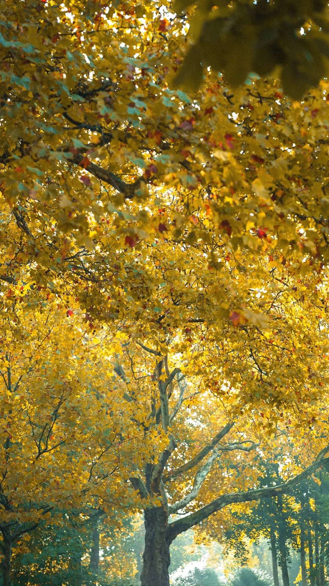Ein Baum mit gelben Herbstblättern, Sonnenlicht scheint durch die Blätter.