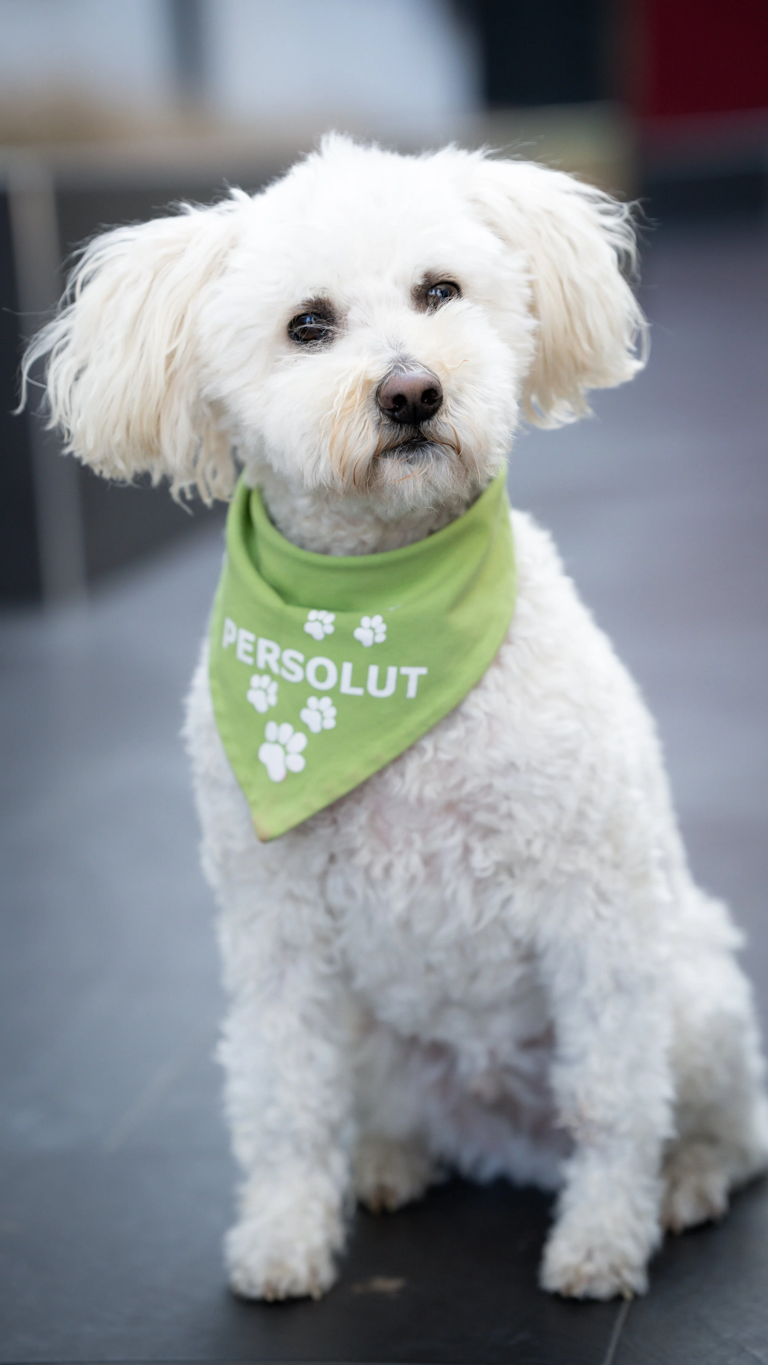 Hübscher weißer Hund mit grüner Bandana, das „PERSOLUT“ trägt, sitzt auf einem schwarzen Boden.