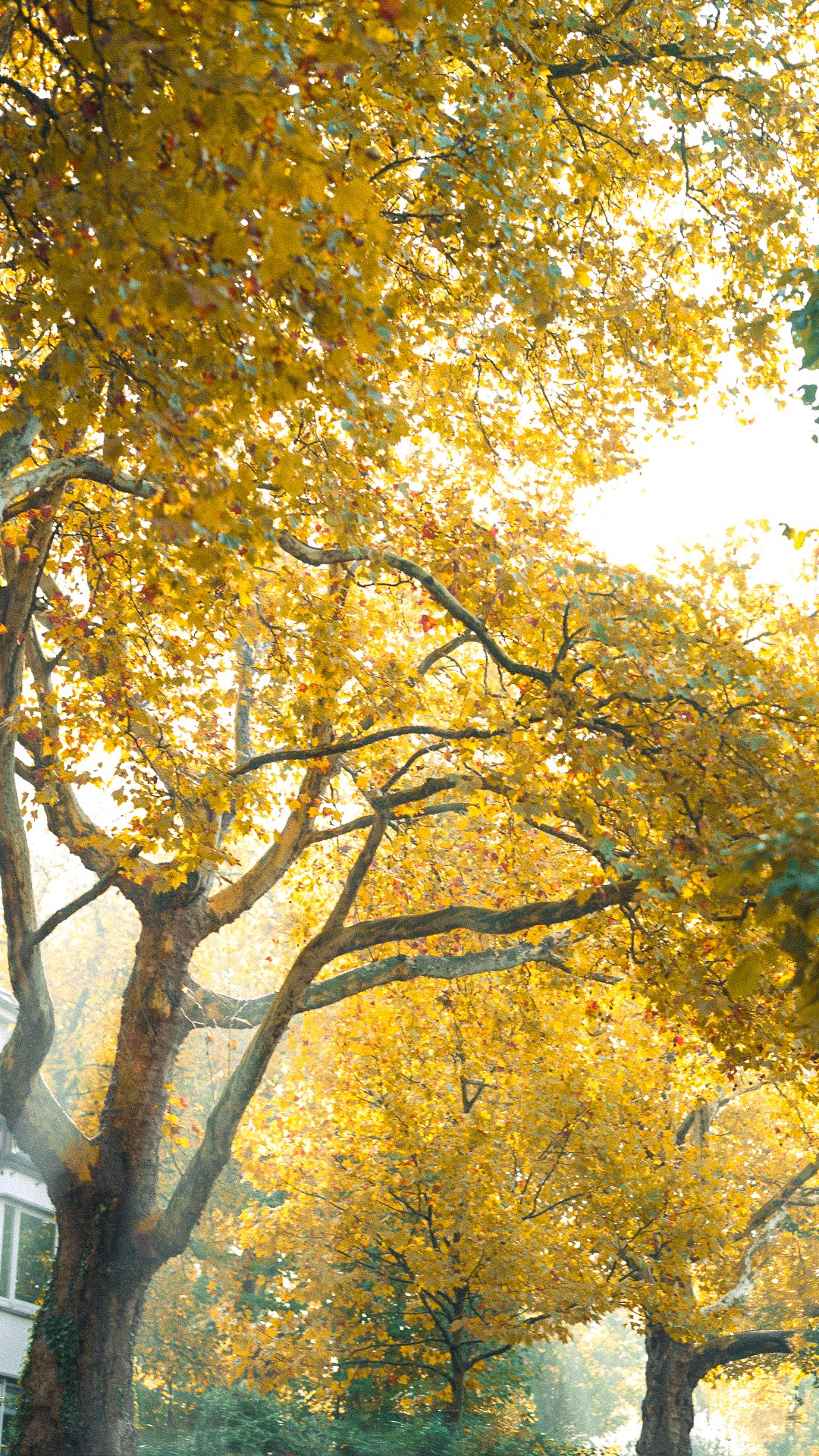 Bäume mit goldgelben Herbstblättern unter hellem Himmel