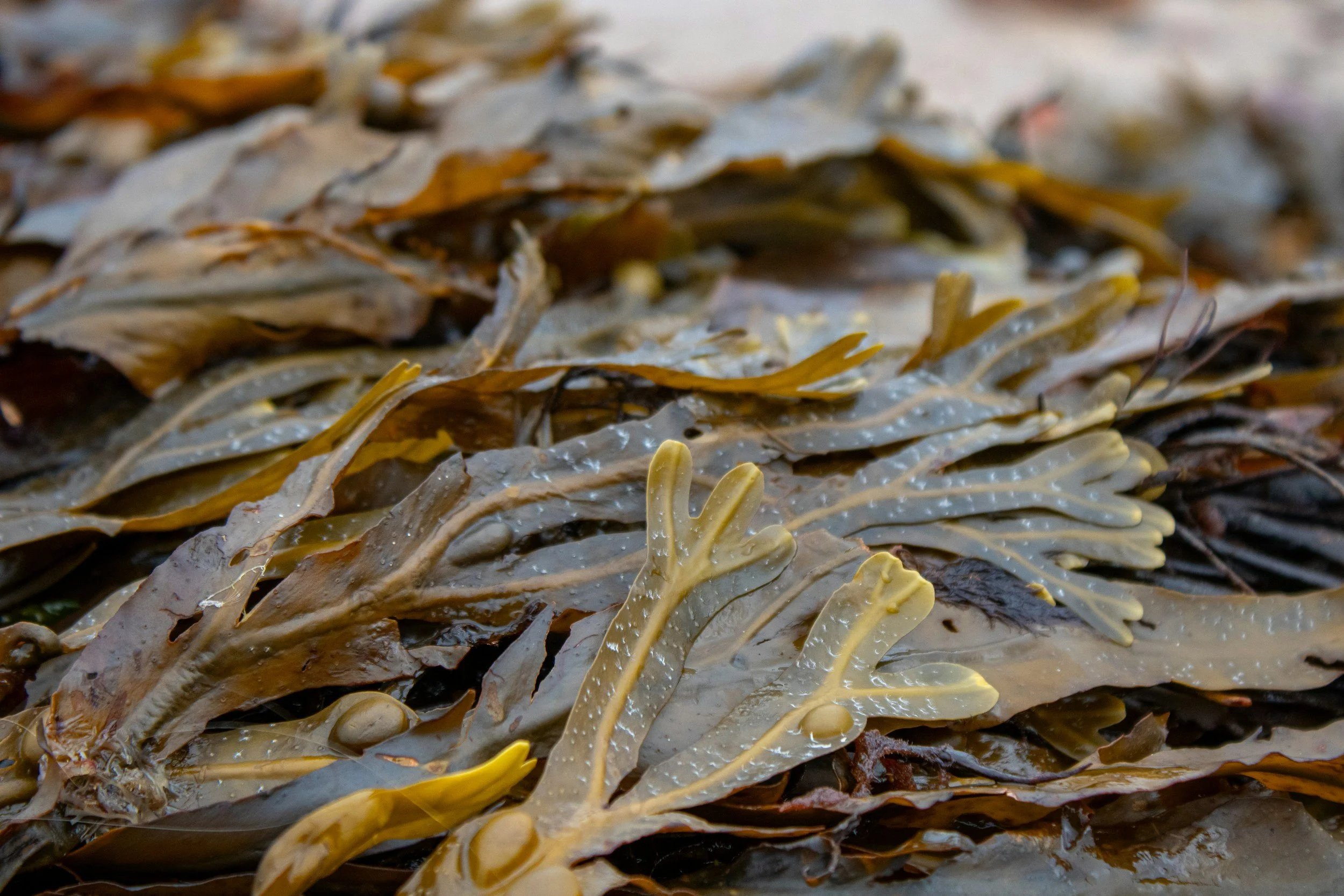 Close-up of seaweed with yellowish ghost anemones attached