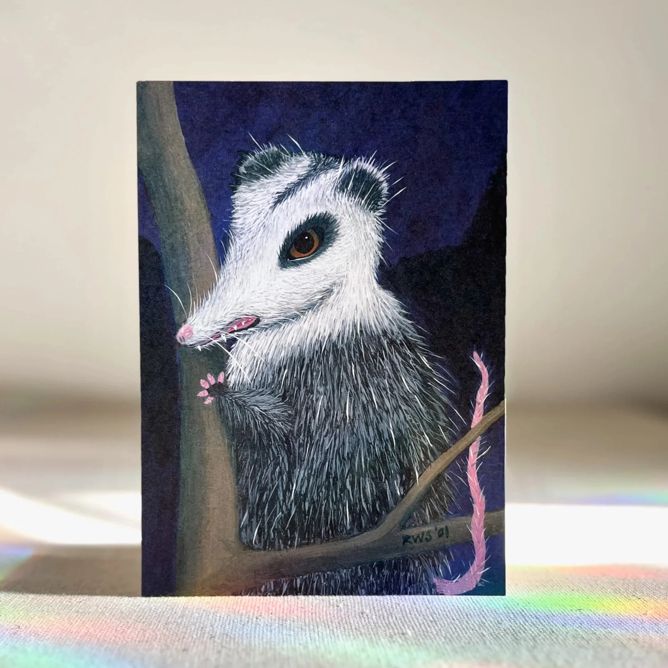 5x7" Art Print • Possum