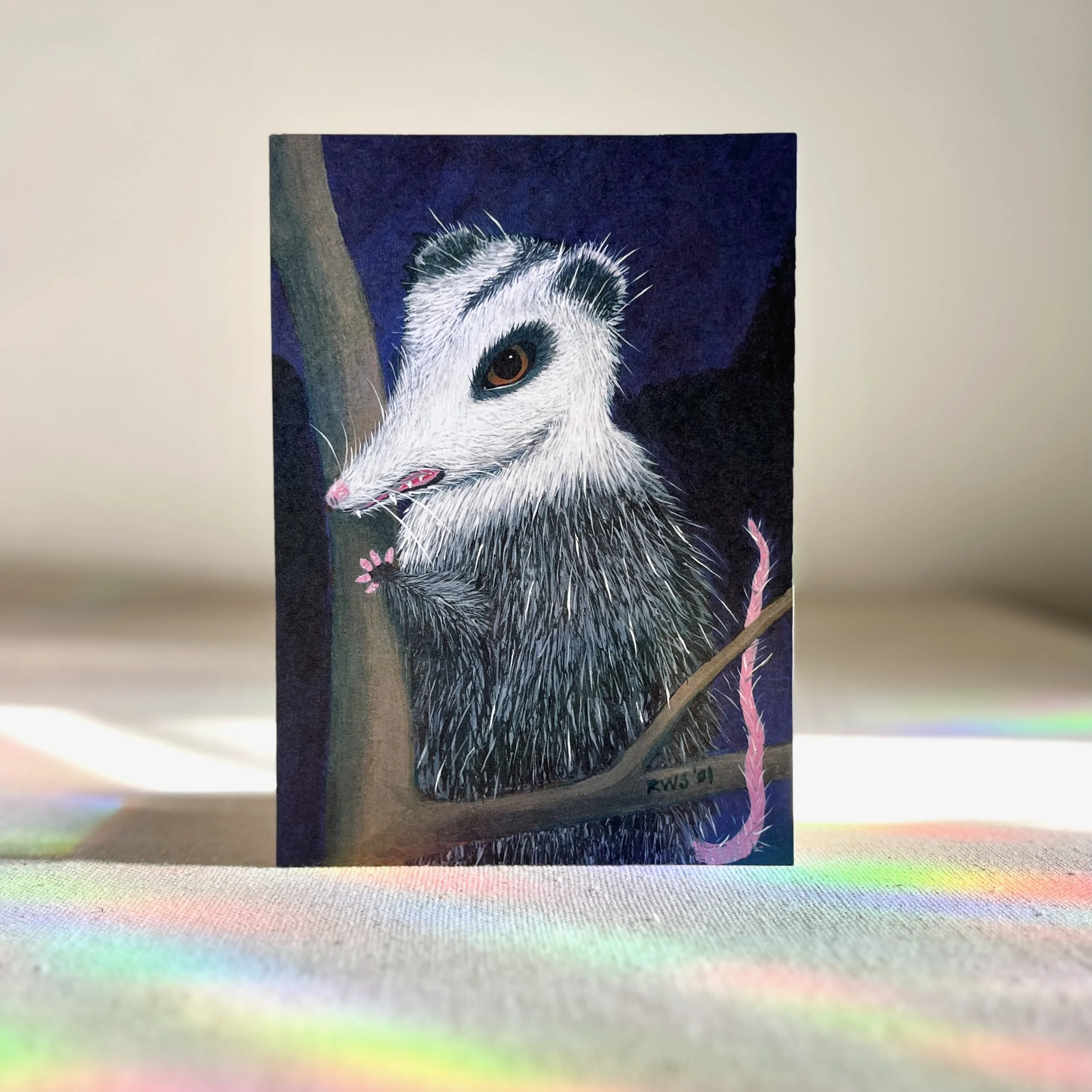 Possum hero.jpeg