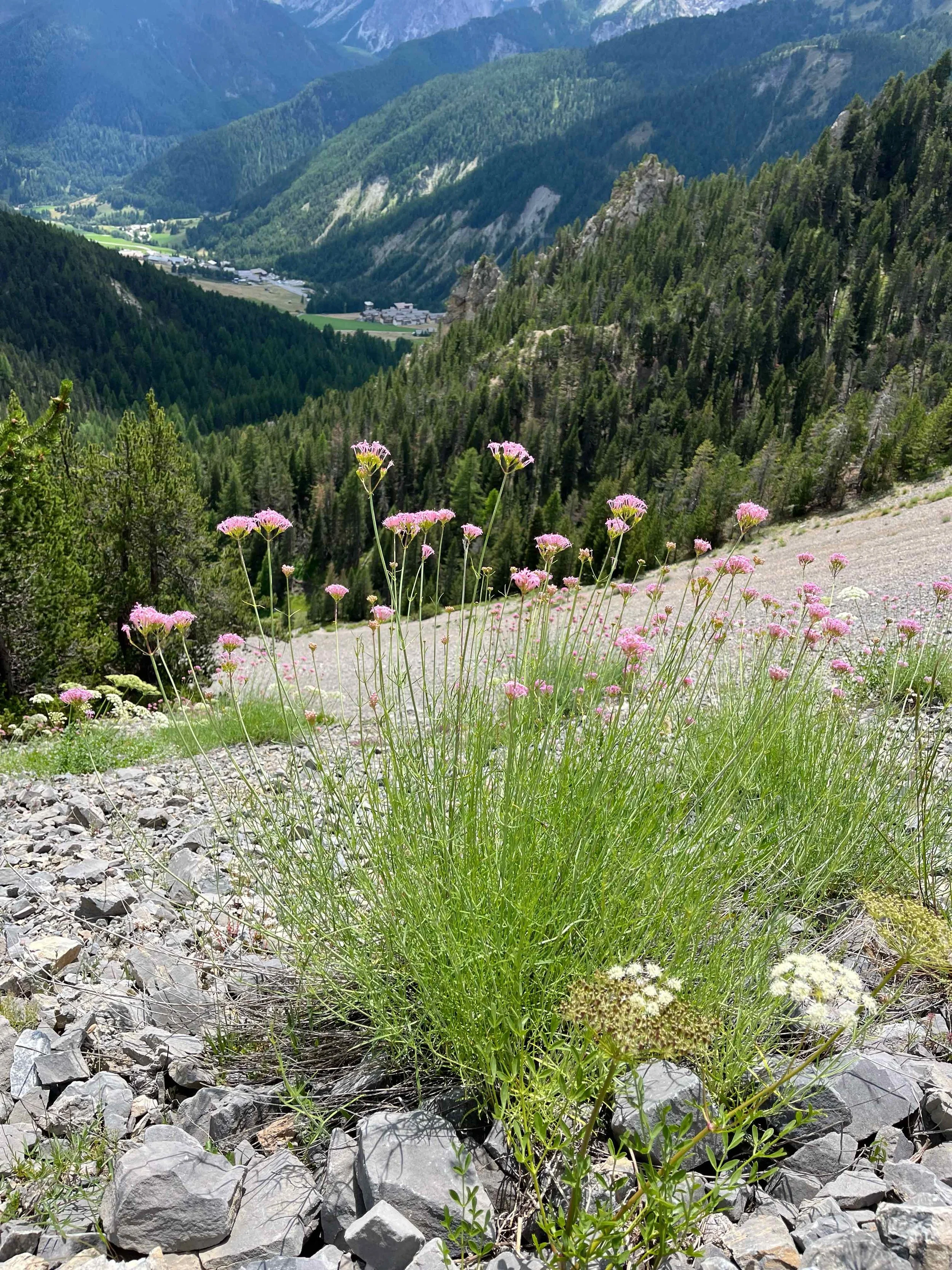 Bunte Wildblumen wachsen auf einem felsigen Berghang mit Blick auf eine bewaldete Bergregion und einen kleinen Ort im Tal.