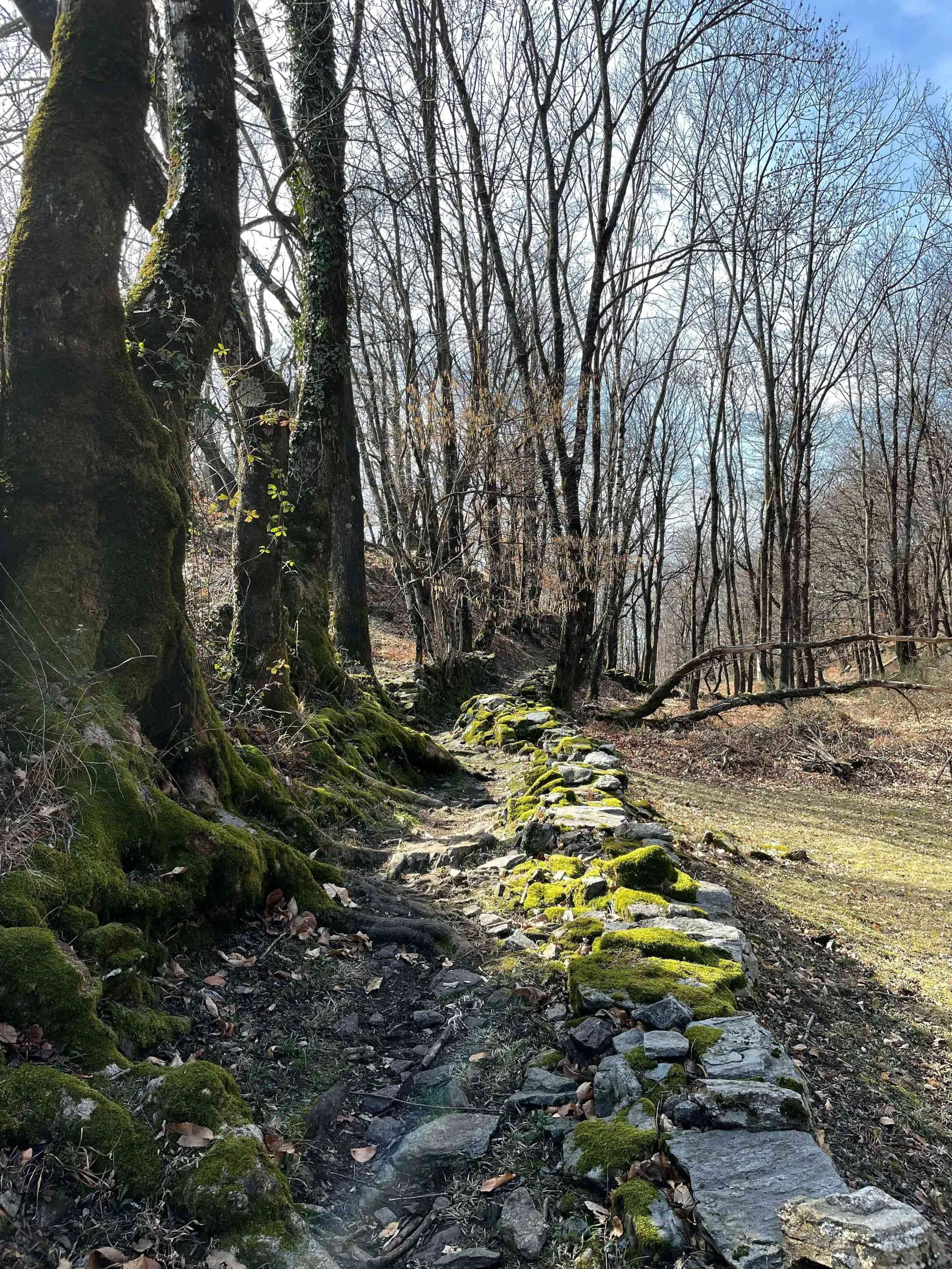 Waldpfad mit moosbedeckten Steinen, Bäumen ohne Blätter und blauen Himmel