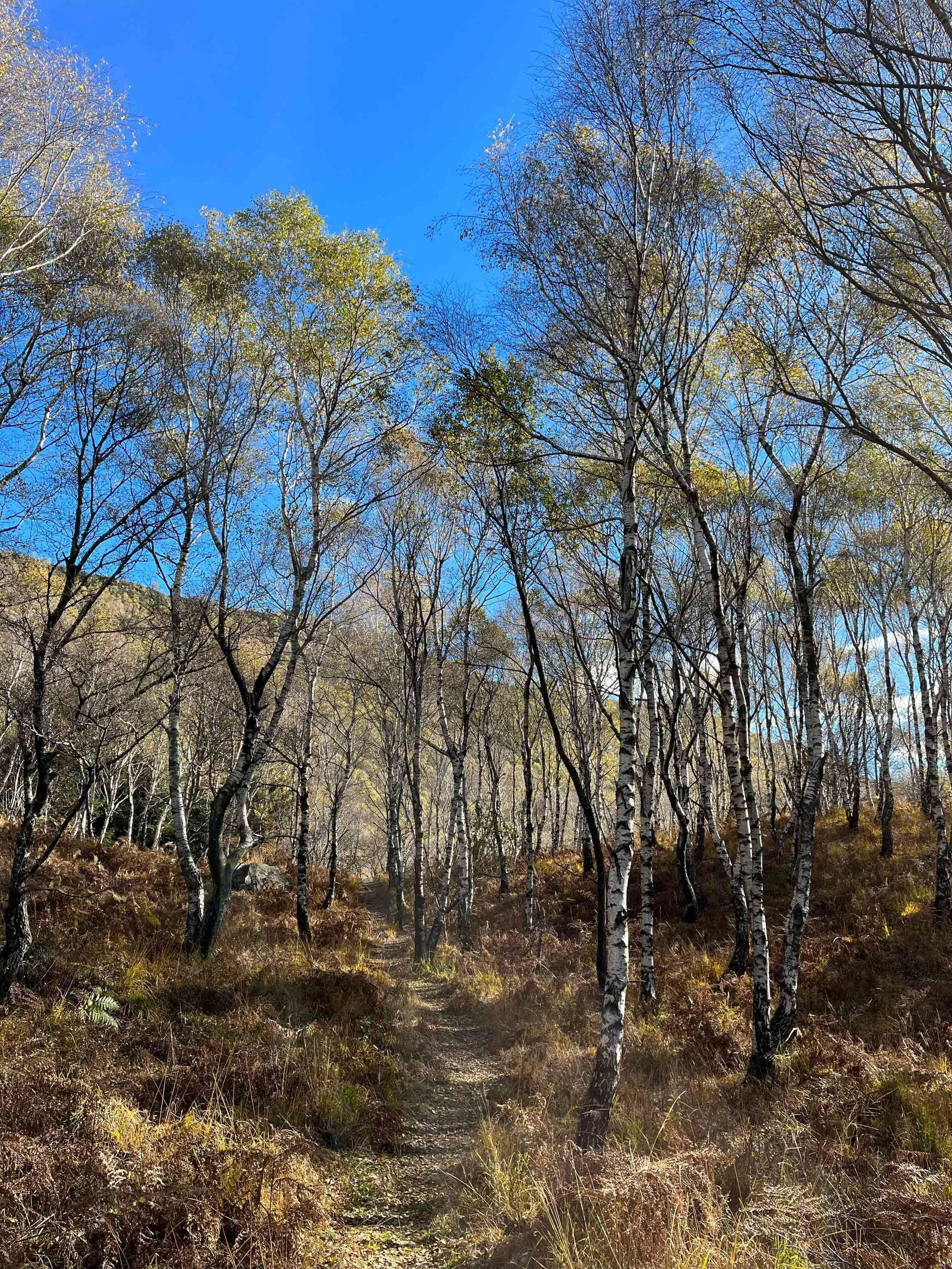 Wald im Herbst mit Birkenbäumen, blauen Himmel und einem kleinen Pfad
