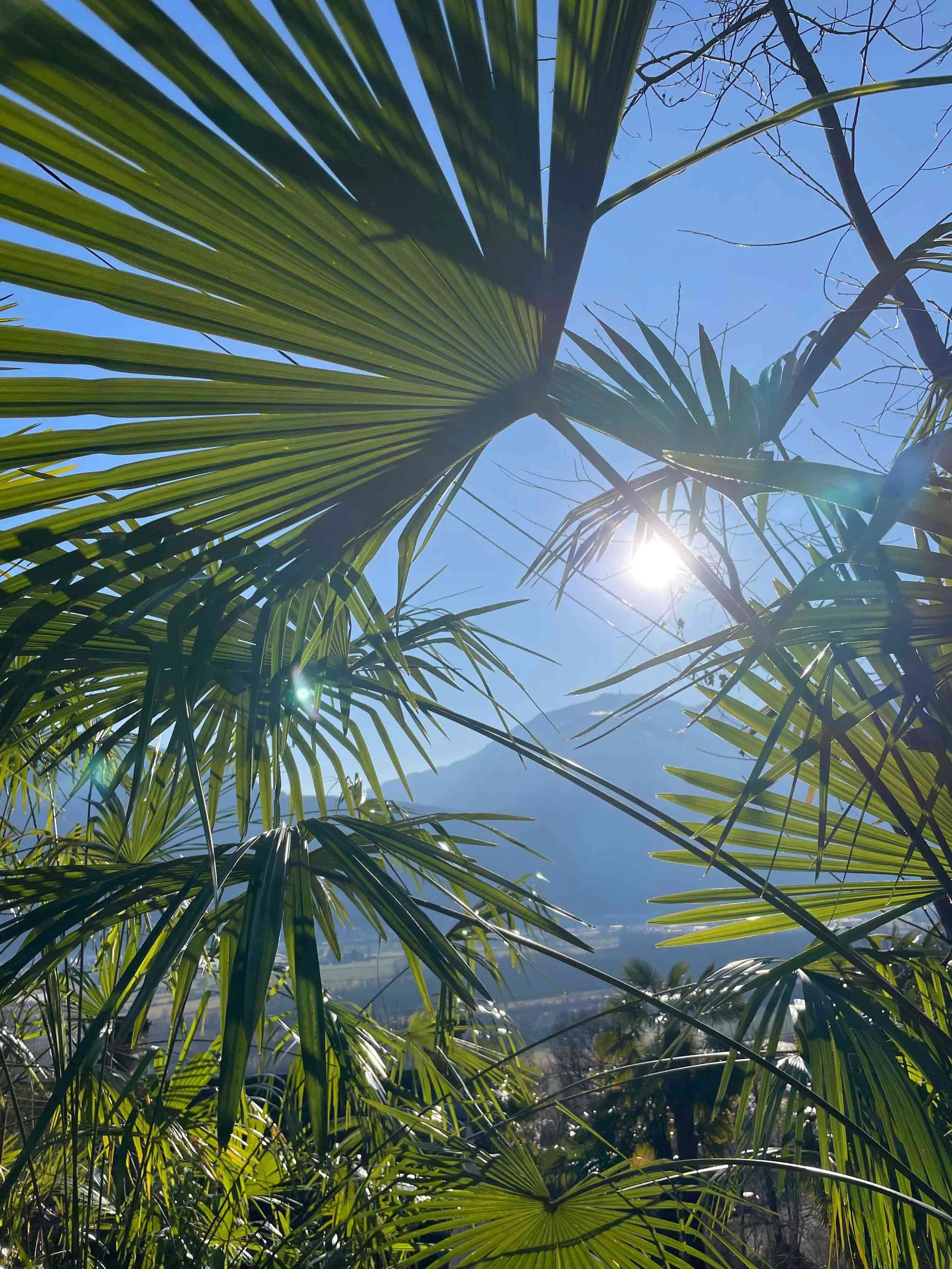 Blick nach oben auf Palmenblätter gegen blauen Himmel mit Sonnenlicht und Bergen im Hintergrund.