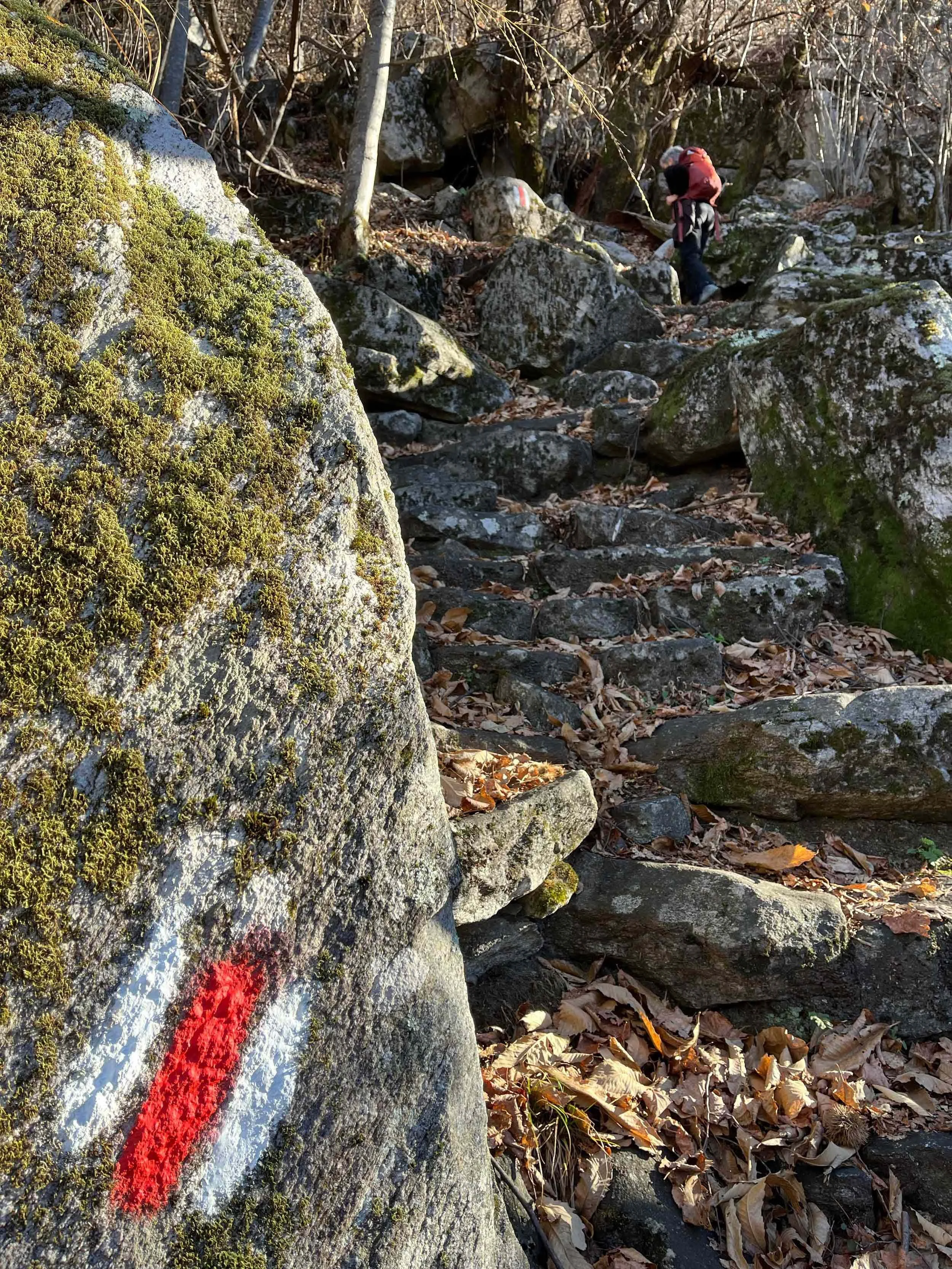 Ein Felsen im Wald mit grüner Moose und roter Markierung. Im Hintergrund sind Bäume und trockene Herbstblätter auf dem Boden sichtbar.