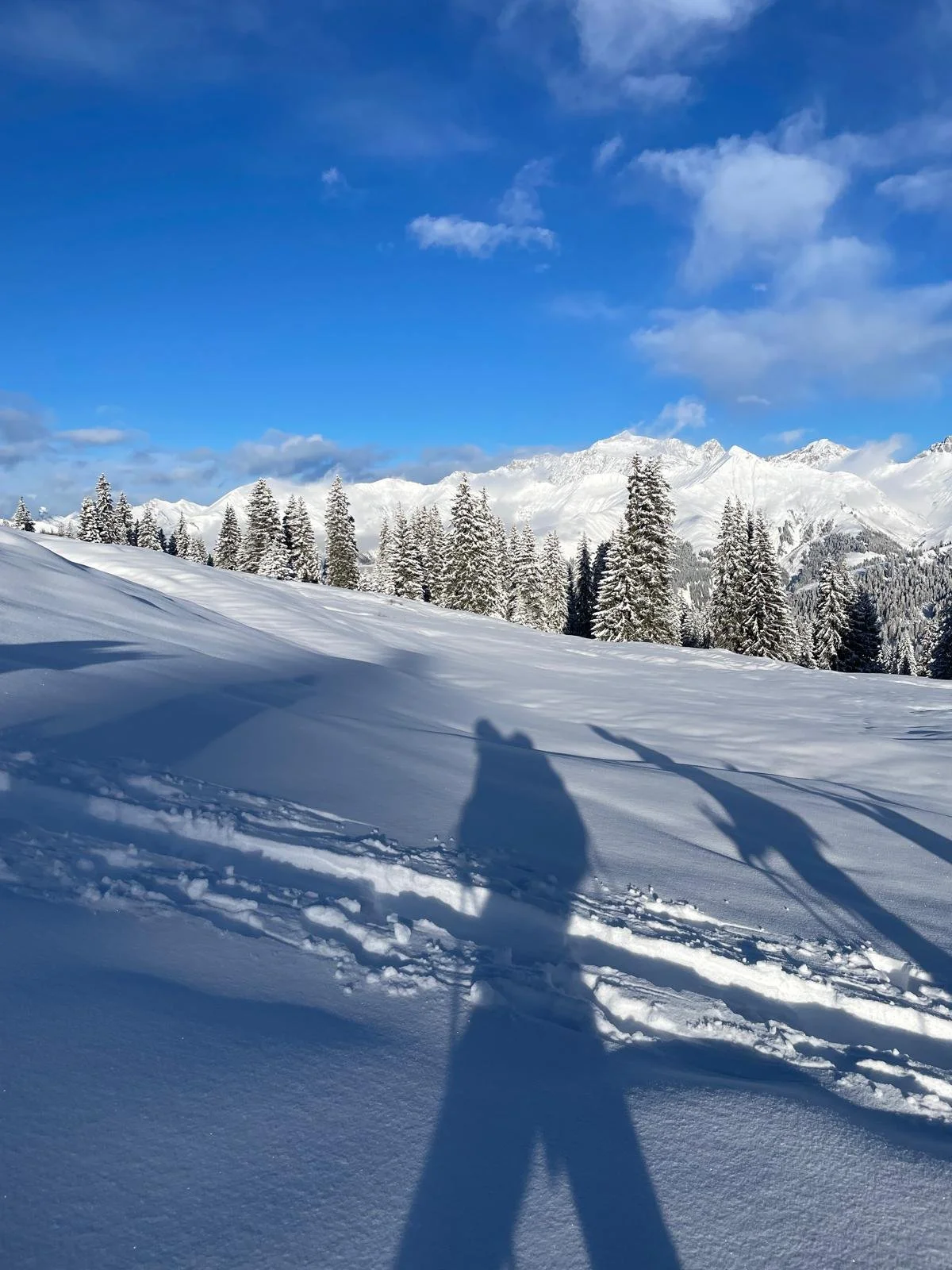 Schneebedeckter Berg- und Tannenwald unter blauem Himmel, mit langen Schatten im Schnee und Skispuren am Boden.