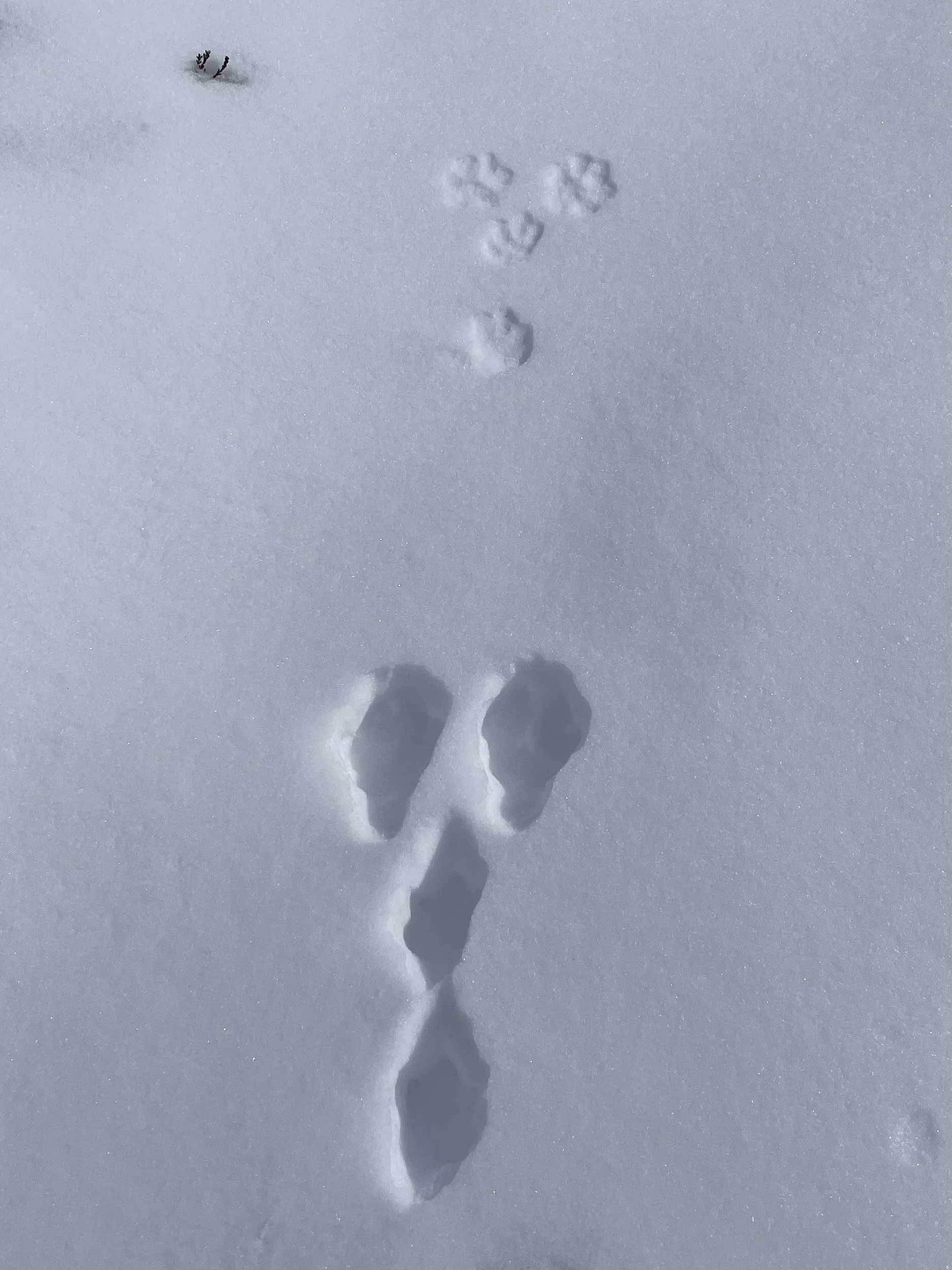 Schneefeld mit Tier- und Menschenfußspuren.