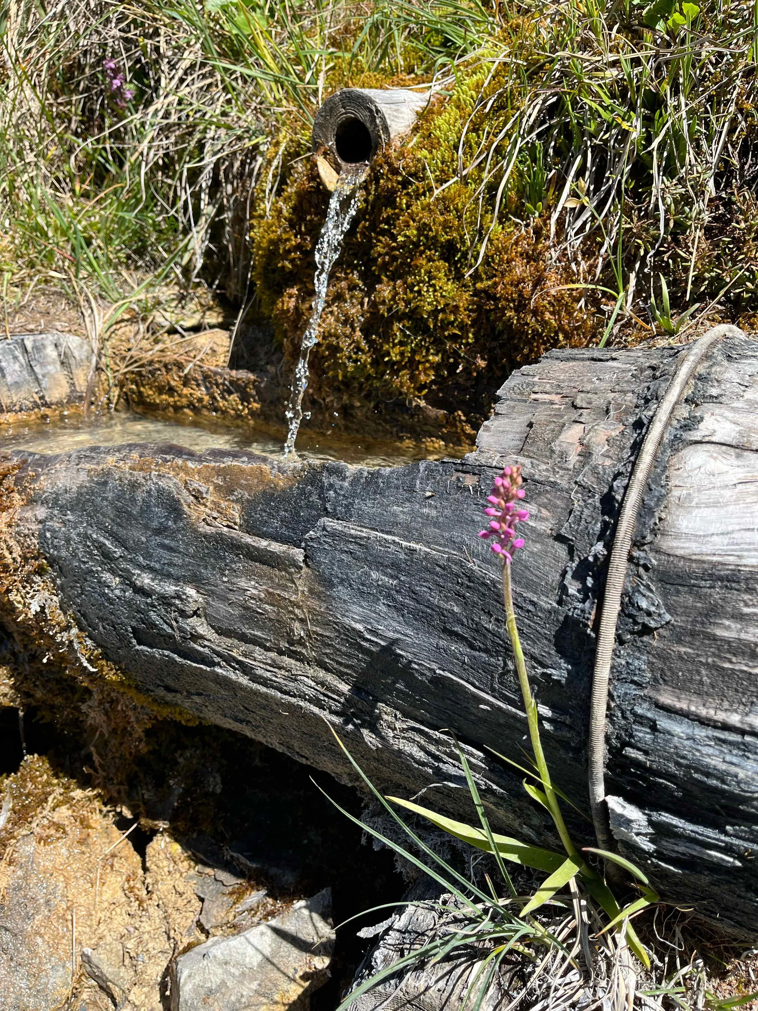 Ein alter Baumstamm mit Wasserrohr, aus dem Wasser fließt, und umgeben von Gras, Moos und einer bunten Blume.
