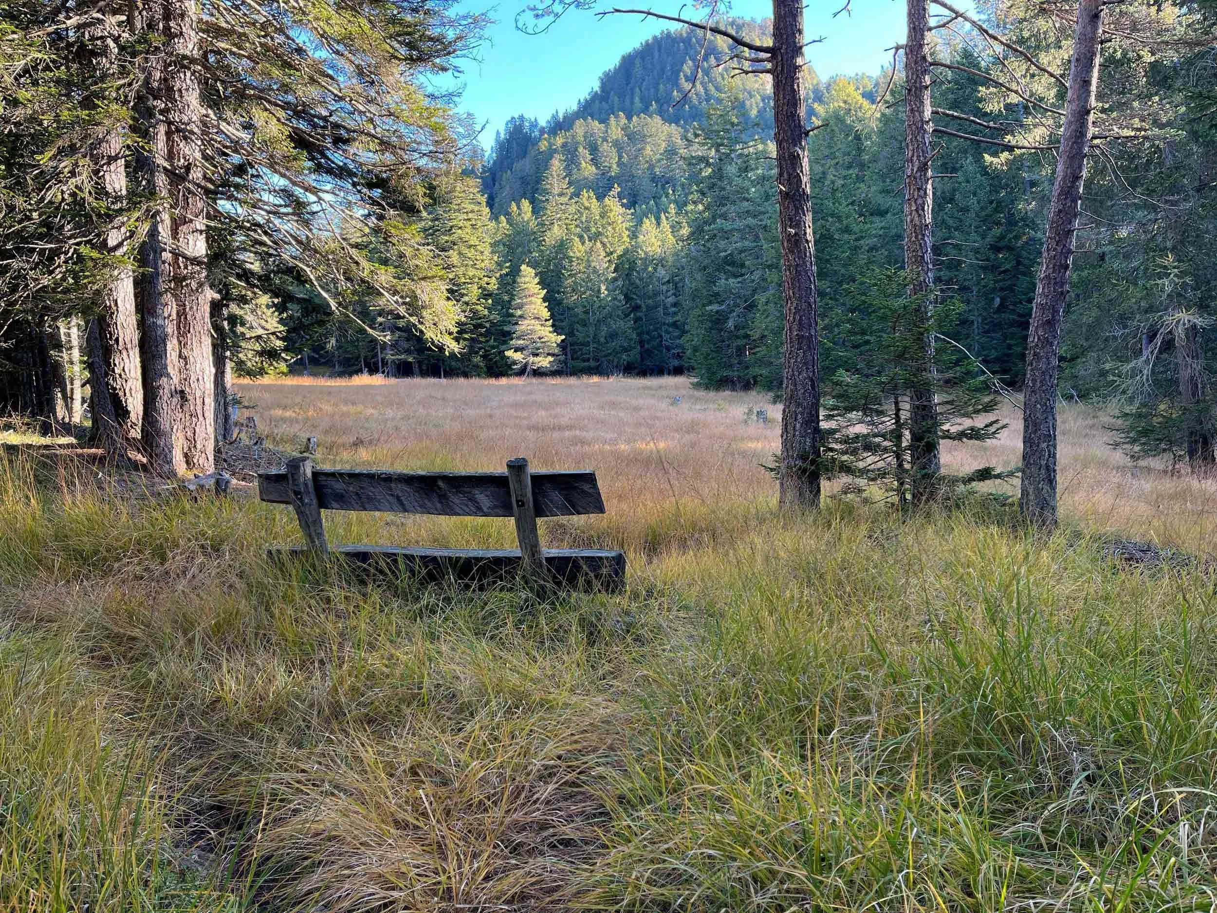 Ein Wald mit hohen Kiefern und einem offenen Grasfeld, im Hintergrund Berge unter einem blauen Himmel.