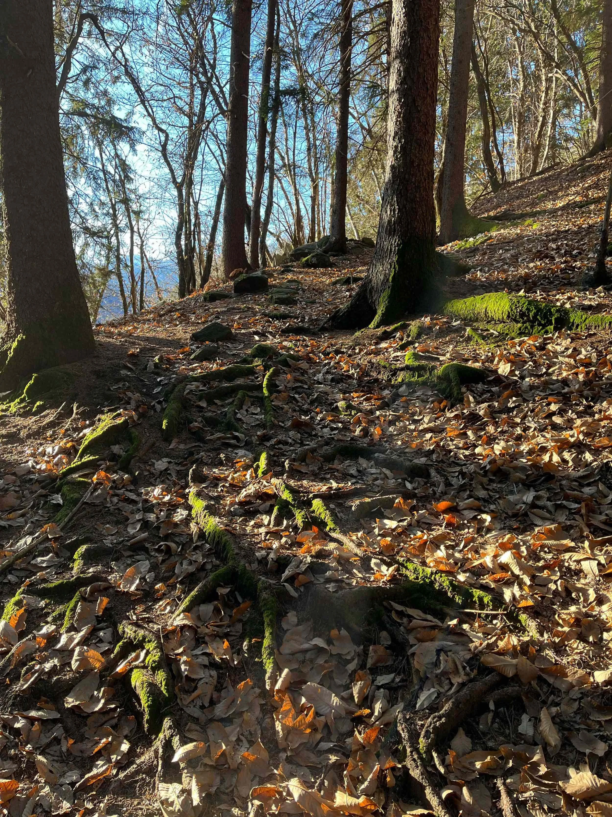 Waldpfad mit Baumstämmen, Laub und Moos, durch Sonnenlicht beleuchtet