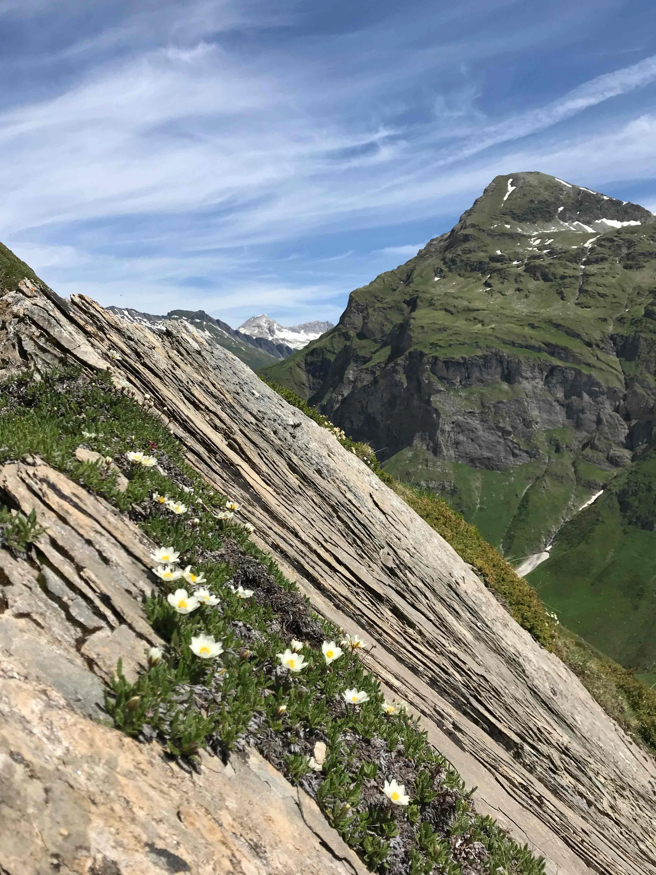 Berge mit Schneeresten und kleine weiße Blumen im Vordergrund auf einer schrägen Felswand, blauer Himmel mit Wolken