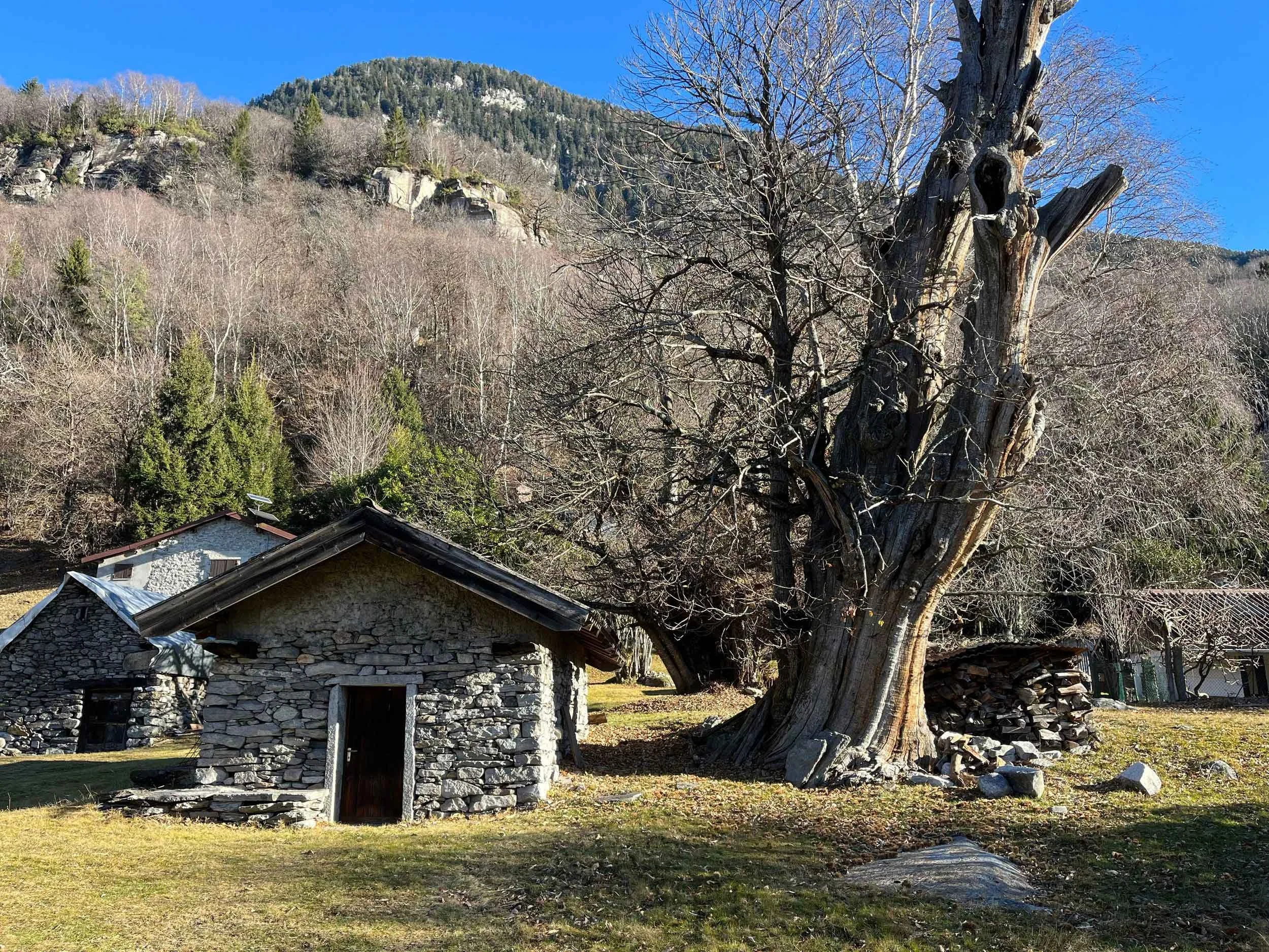 Ein kleines Steinhaus mit Holztür, neben einem großen, alten Baum ohne Blätter, im Hintergrund Berge und bewaldete Hügel, bei Sonnenlicht, klare blaue Himmel.