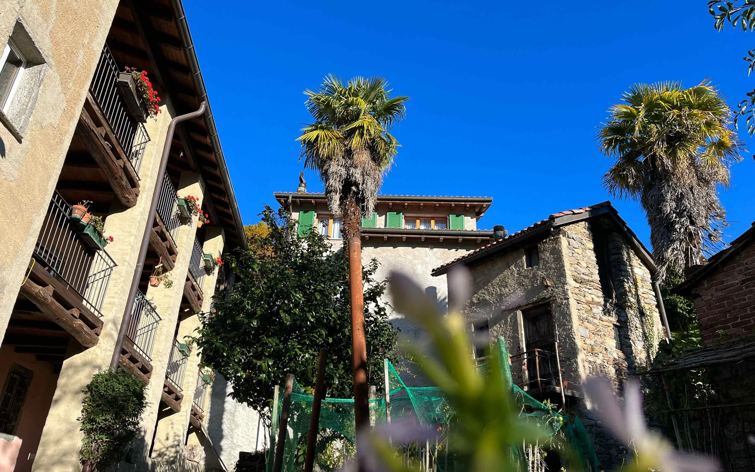 Häuser mit Balkonen und grüne Fensterläden, zwei hohe Palmen, blauer Himmel, einige Pflanzen und Sträucher im Vordergrund.