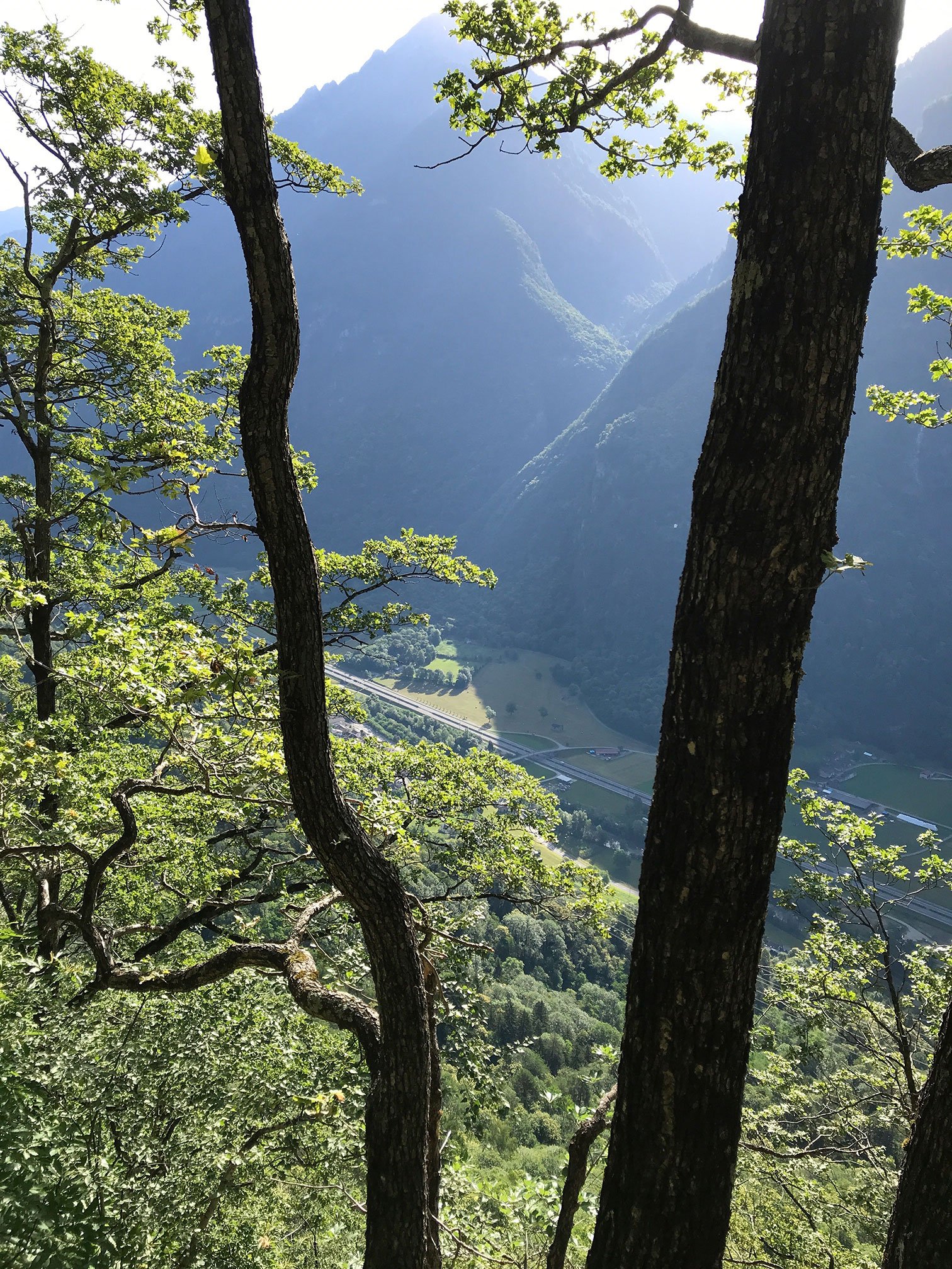 Blick durch Bäume auf eine grüne Tallandschaft mit Wiesen und Straßen, umgeben von hohen Bergen im Hintergrund.