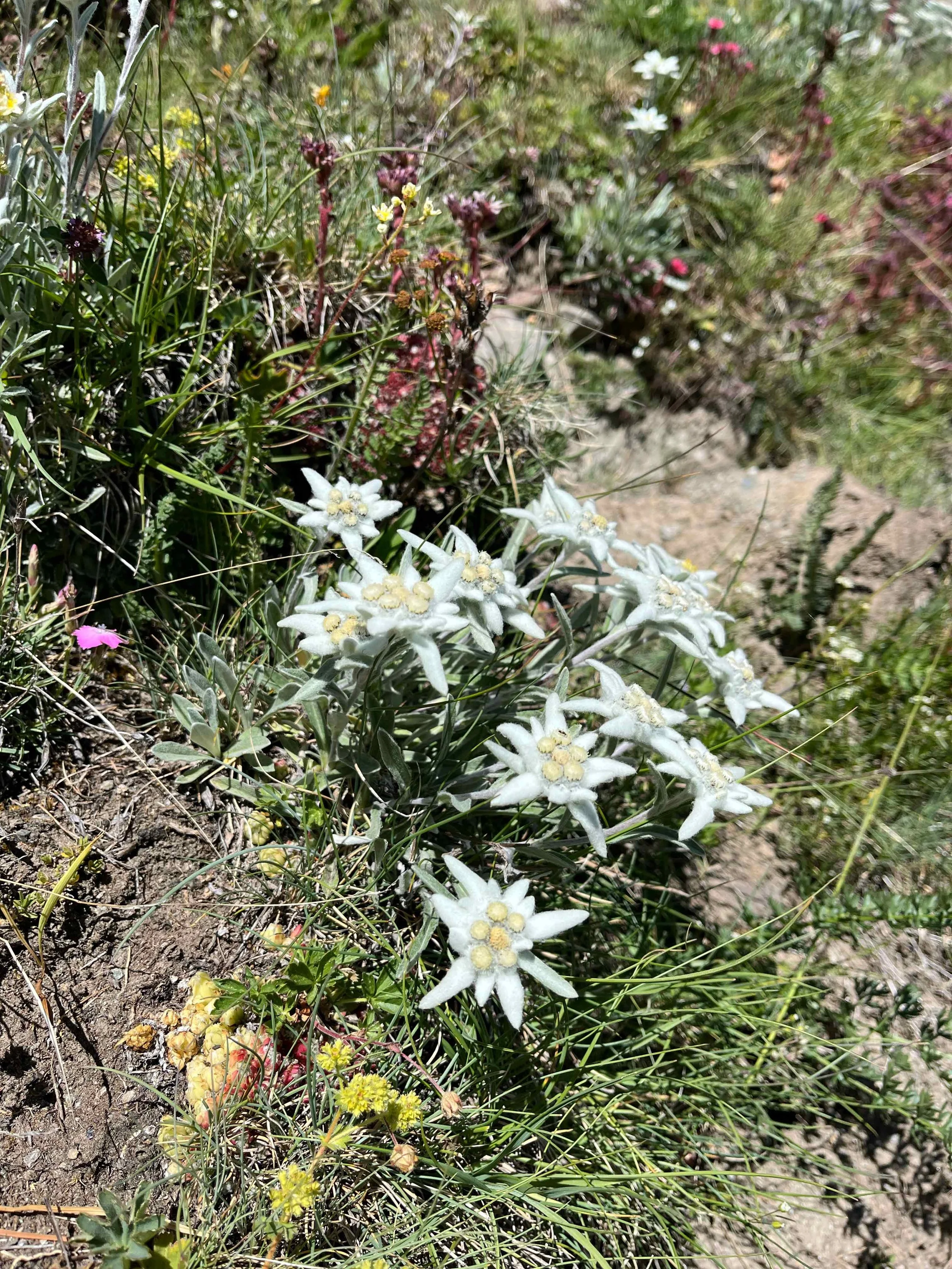 Weiße Edelweiß-Blumen in einer Bergwiese, umgeben von Gräsern und anderen Wildblumen.