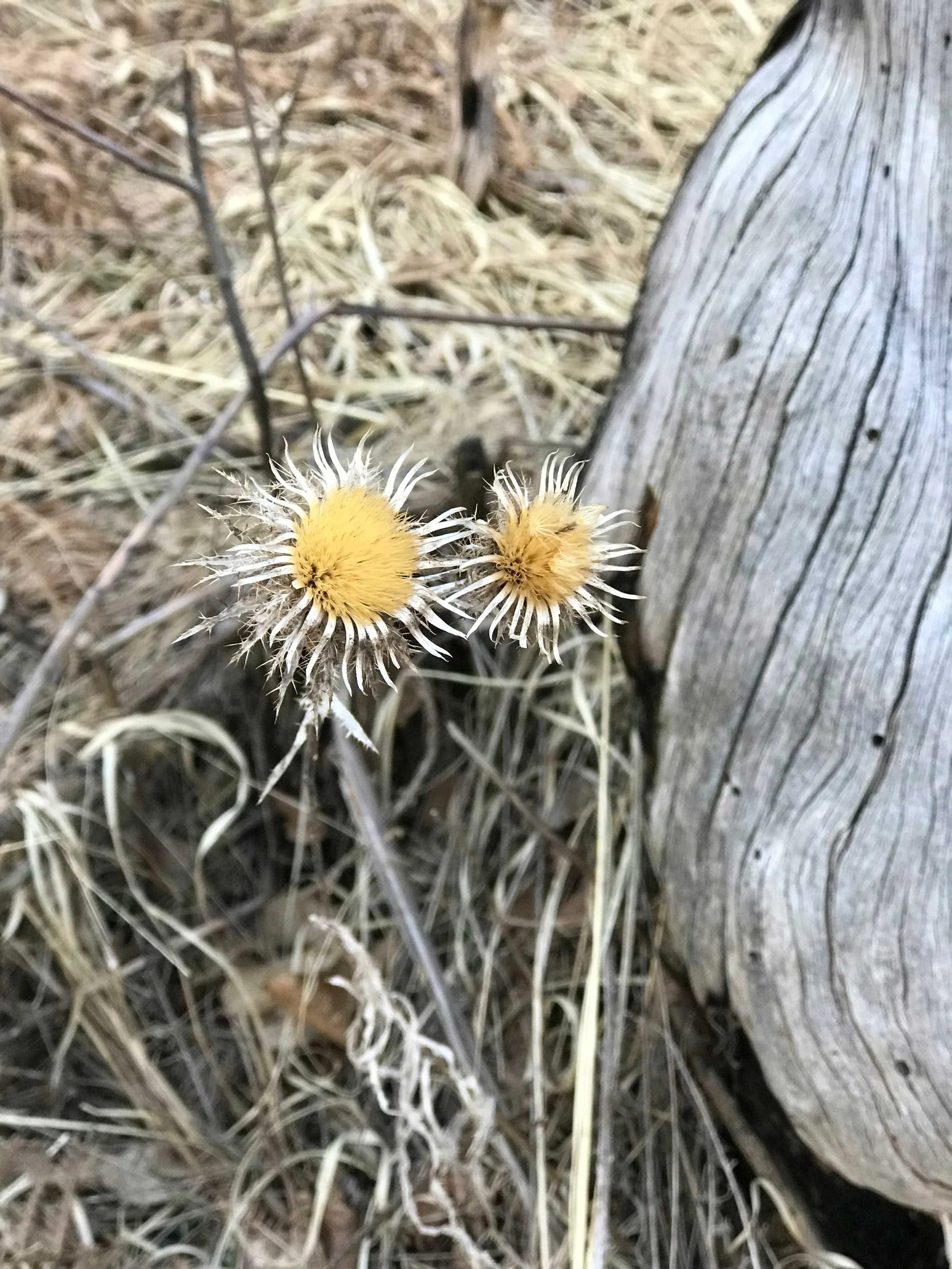 Zwei gelbe, kringelförmige Blumen vor einem Holzpfosten auf trockenem Grassboden.