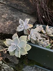 Eine Felsenrose in Bluemenschale