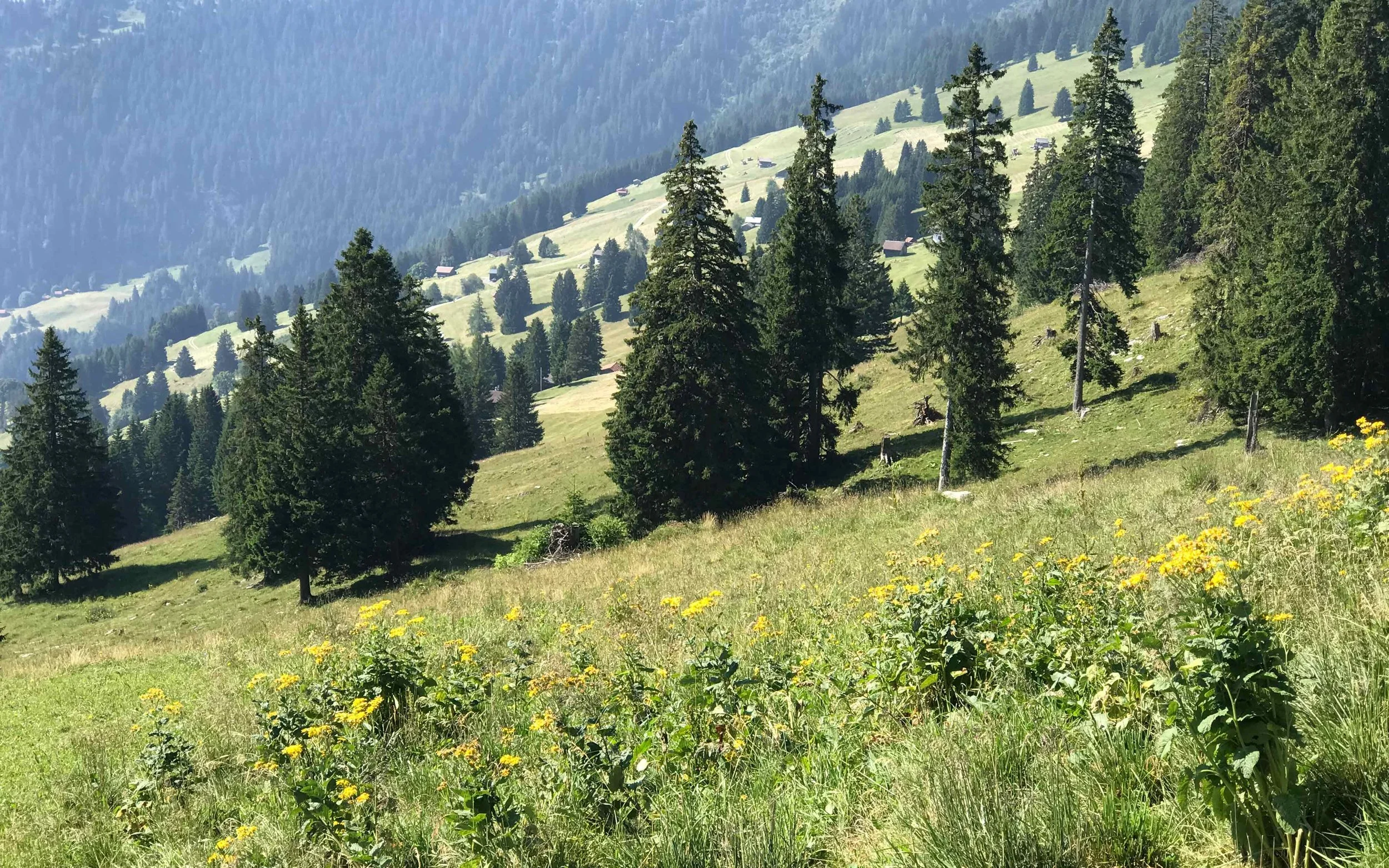 Bergwiese mit wilden Blumen im Vordergrund, viele grüne Tannenbäume und Hütte in den Hügeln, im Hintergrund bewaldete Berge.