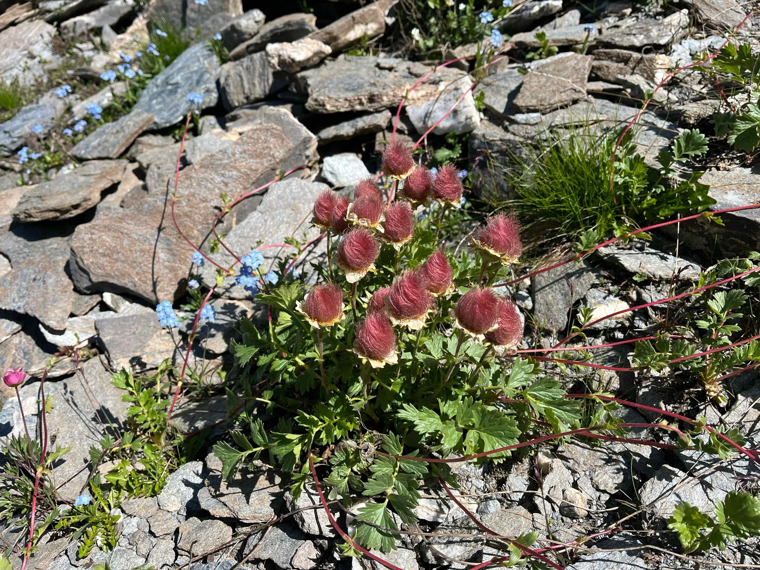 Wildpflanze mit roten, haarigen Fruchtständen und kleinen blauen Blumen wächst zwischen Steinen auf einem Boden.