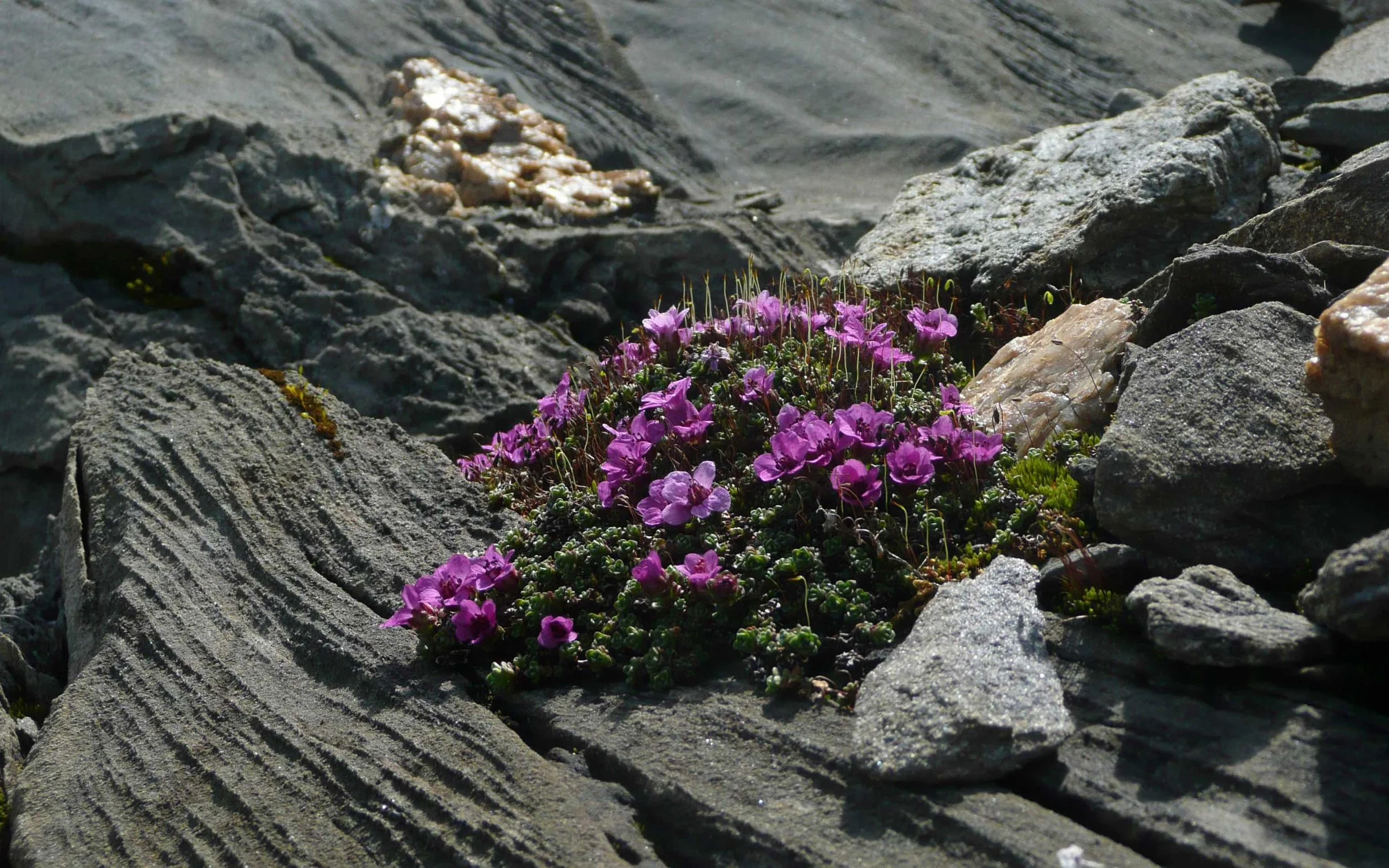 Rosa Blumen wachsen zwischen Steinen in einer trockenen, felsigen Landschaft.