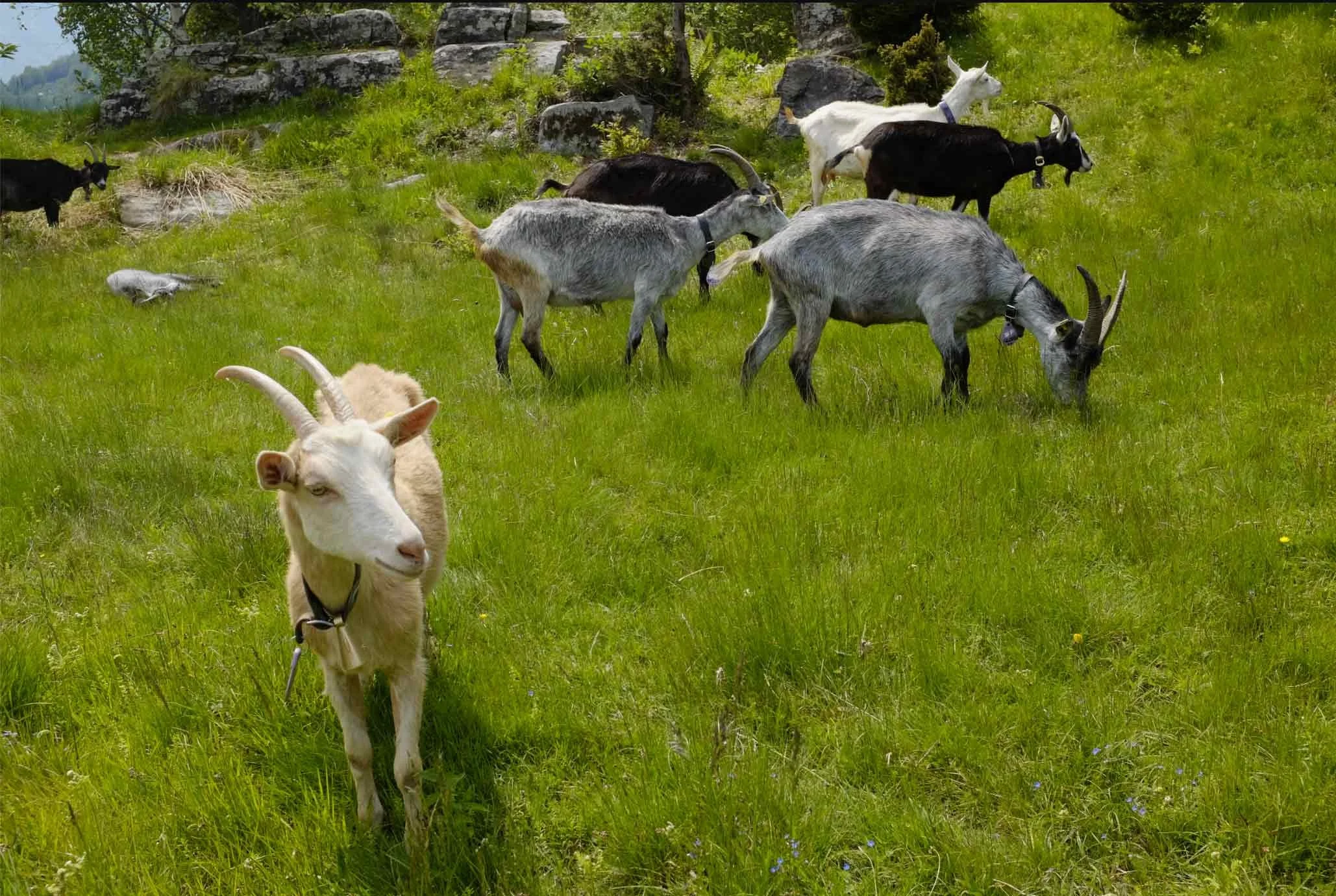 Ein paar Ziegen fressen Gras auf einer grünen Wiese, bei sonnigem Wetter