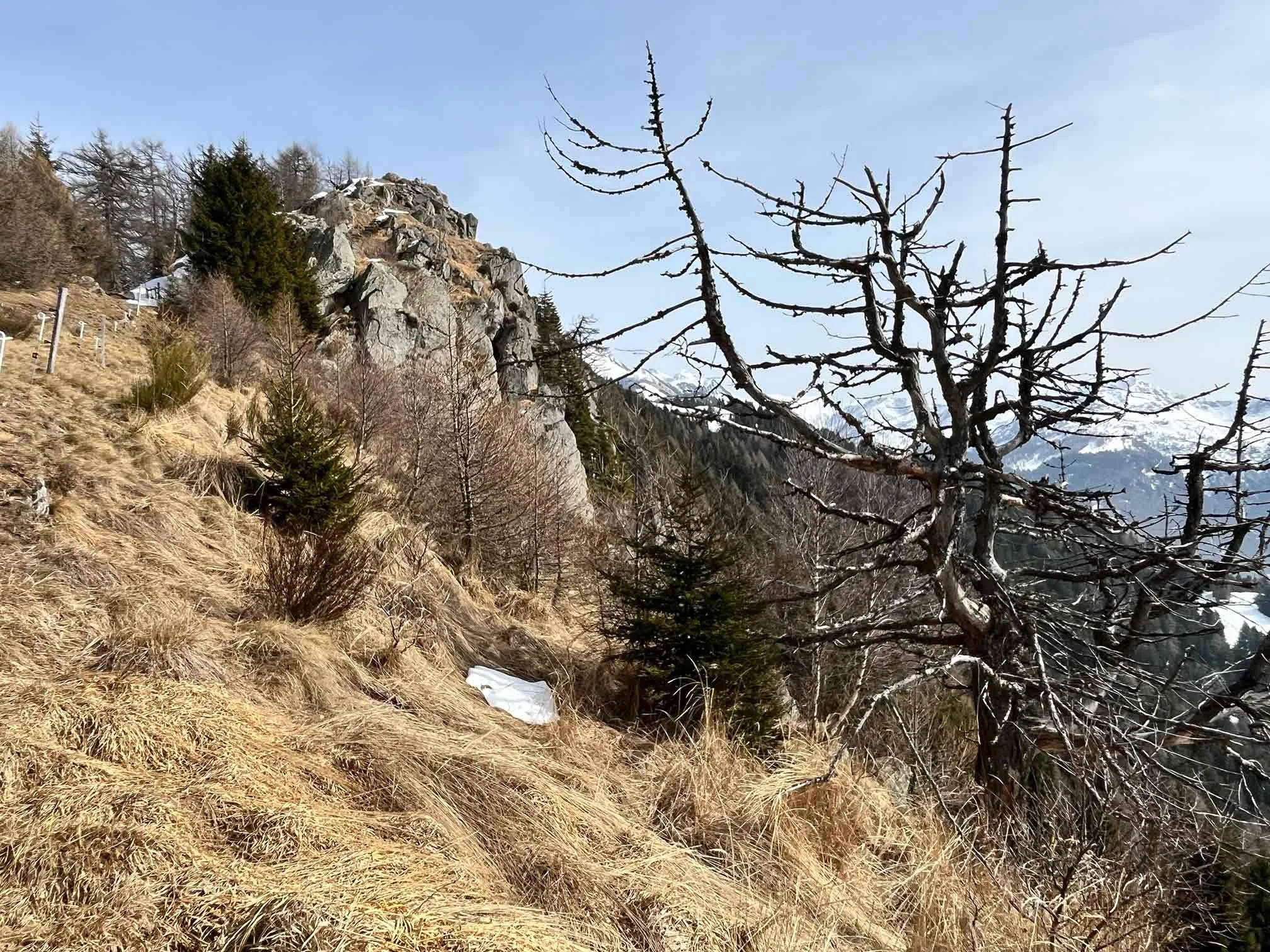 Berglandschaft mit steilem, trockenen Gras, einer knorrigen, nackten Baum und Felsen im Hintergrund bei klarem Himmel.