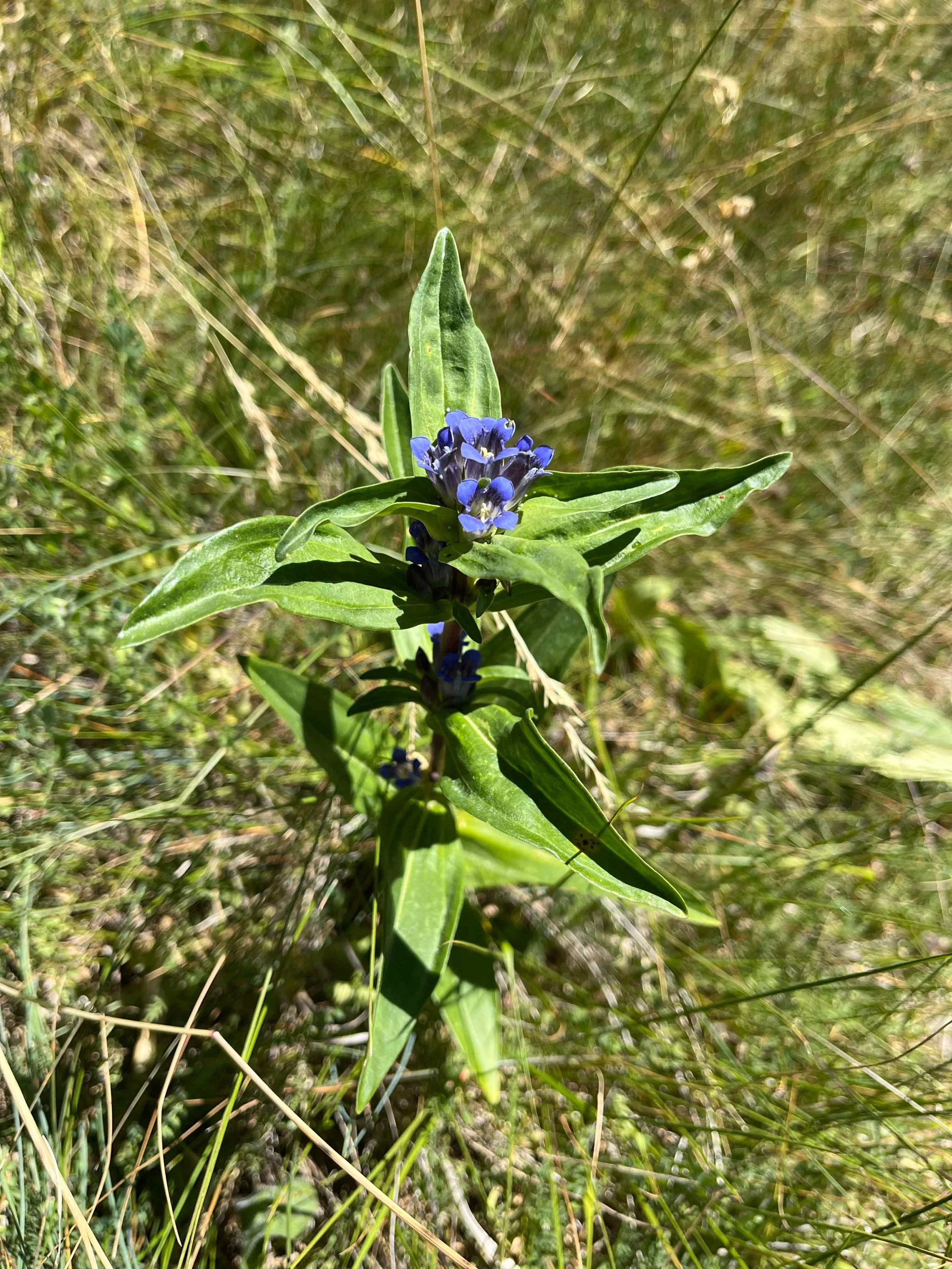 Eine grüne Pflanze mit blauen Blüten in einem Grasfeld im Freien.