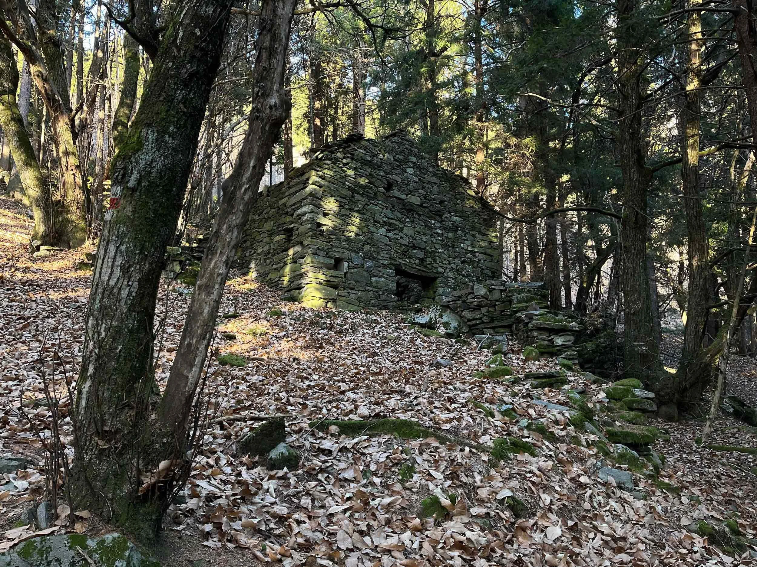 Ein Waldstück mit Bäumen und Laub auf dem Boden, im Hintergrund ein verstecktes Steinhaus oder Ruine.