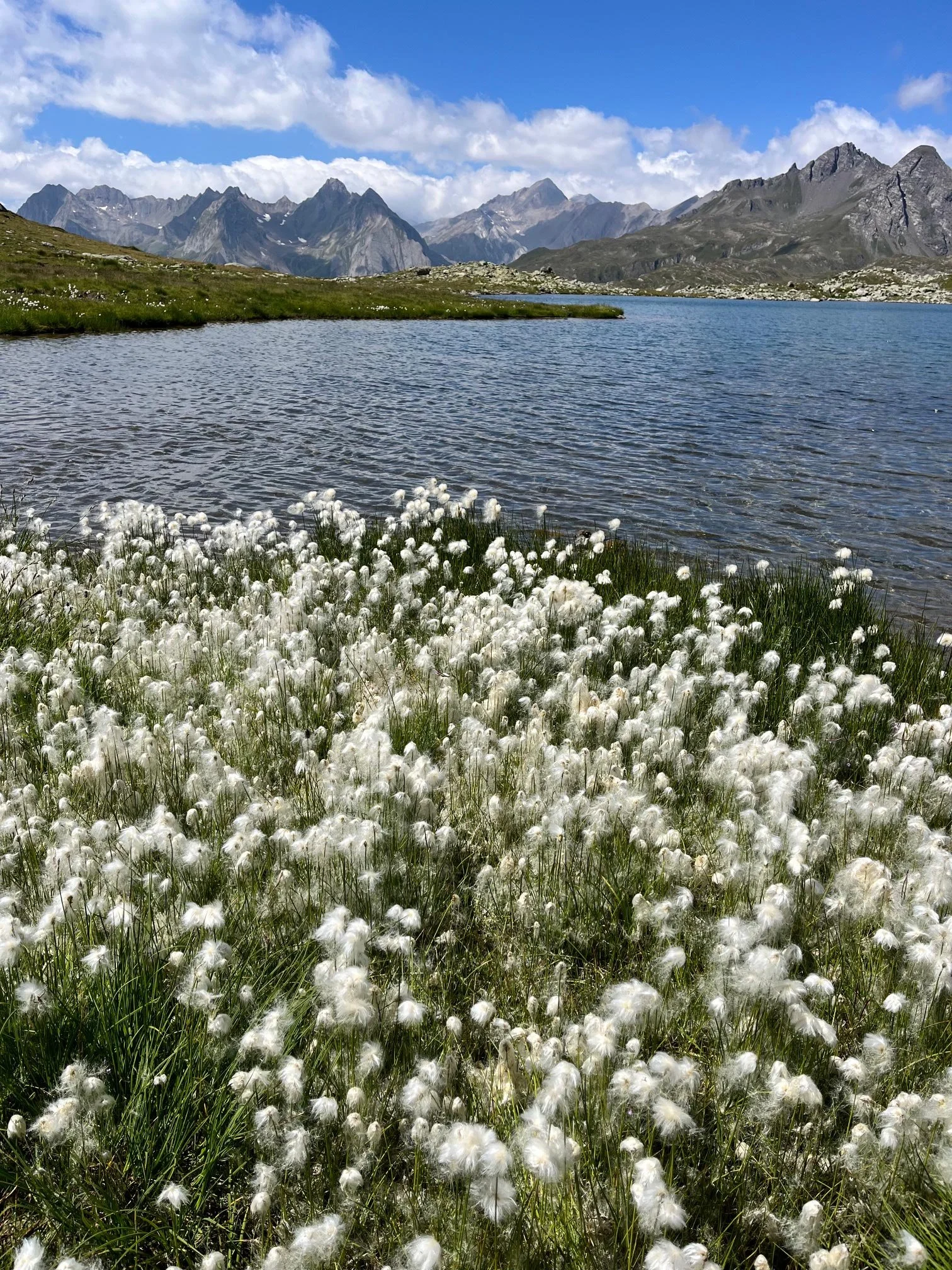 Bergsee im Hochgebirge mit weißen Wollgras im Vordergrund, grüne Wiesen, steile Berggipfel unter blauer Himmel mit Wolken